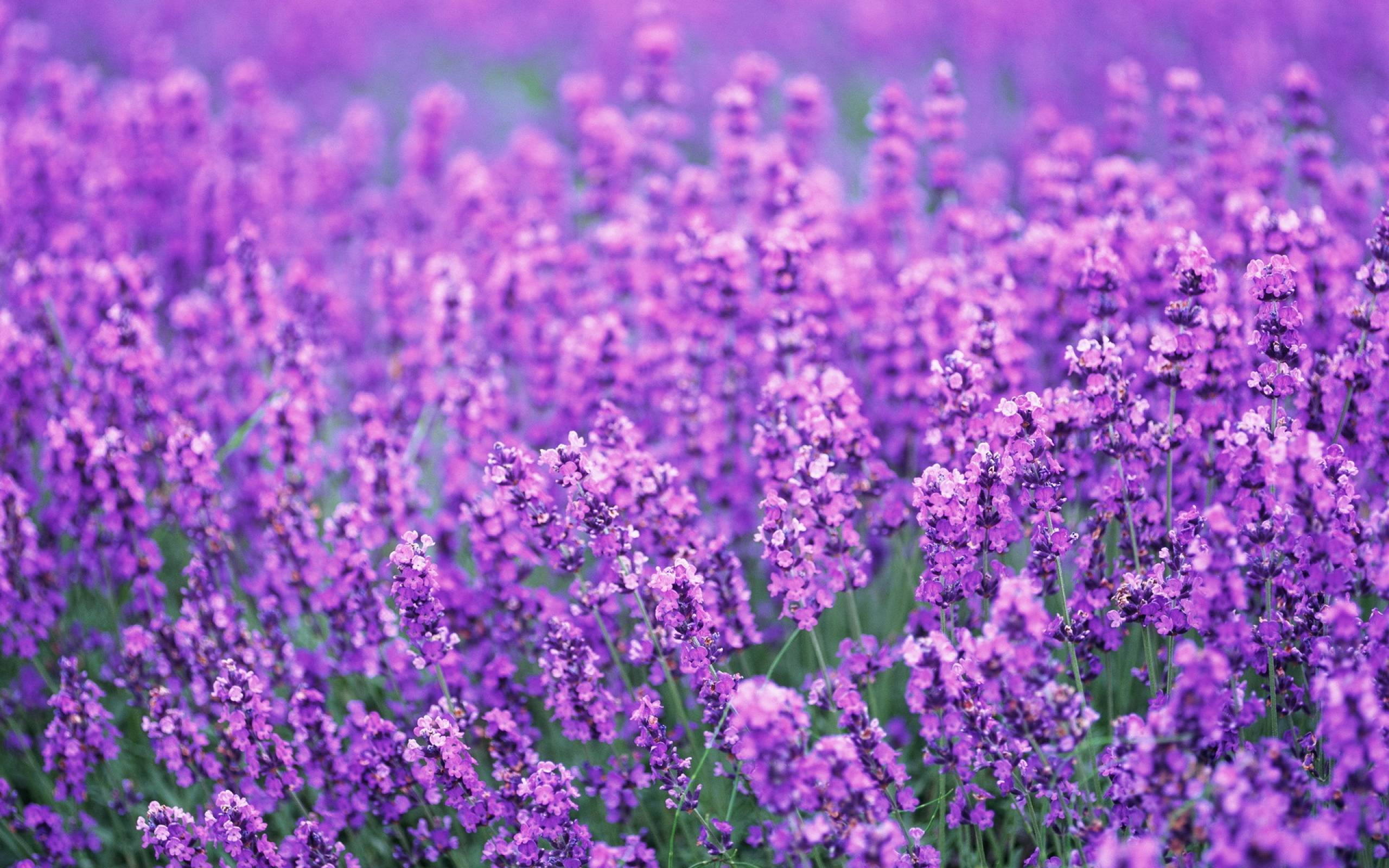 Lavender Flower Wallpapers