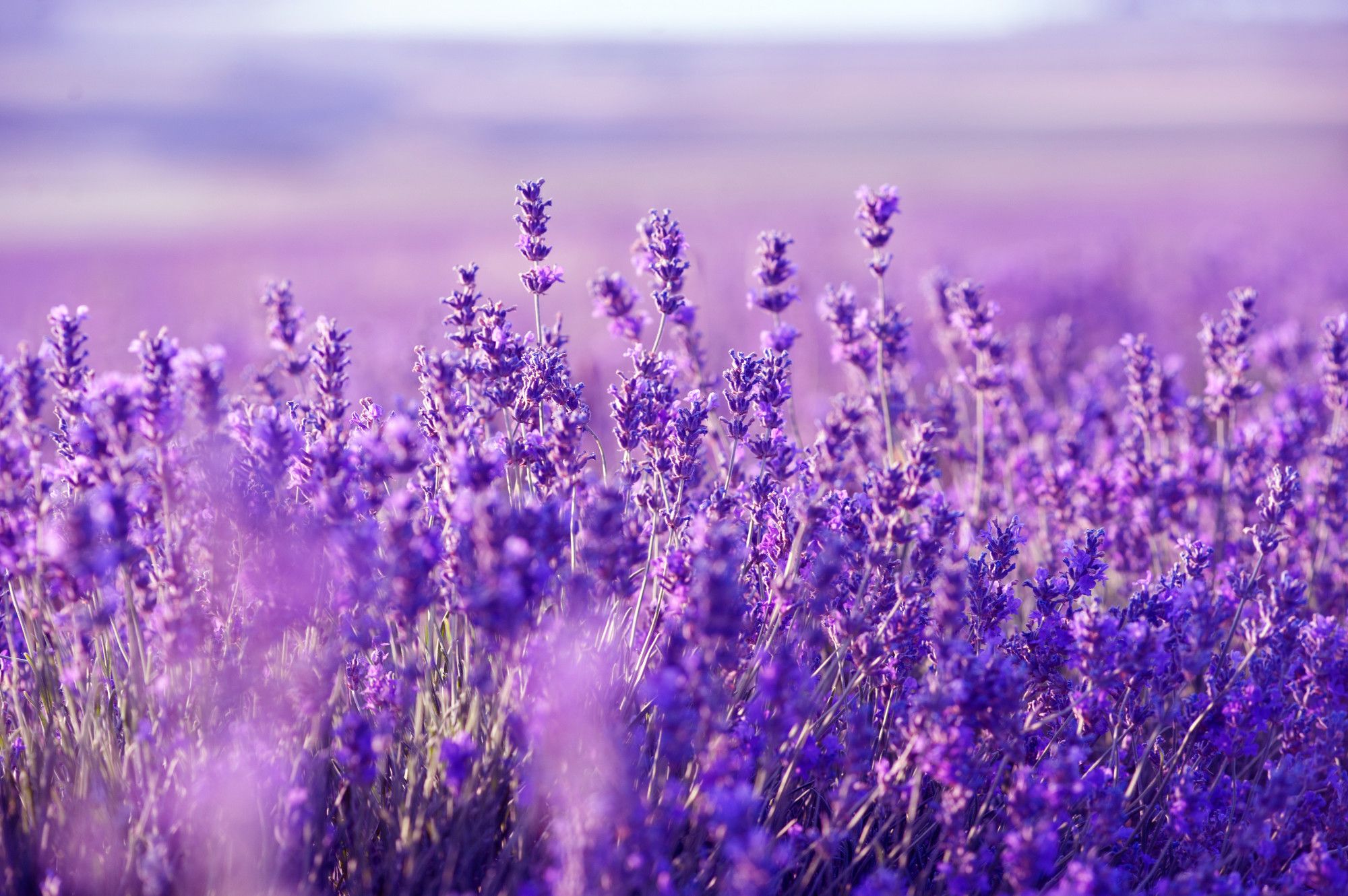 Lavender Wallpapers