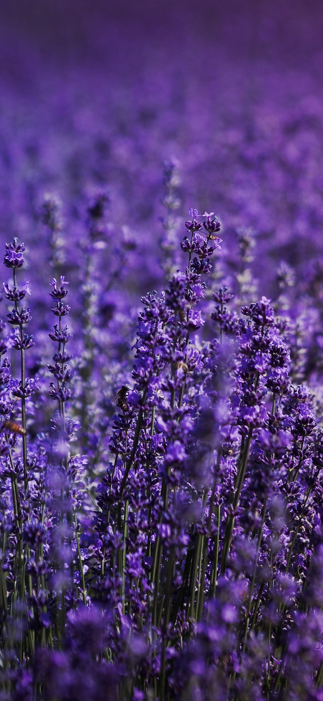 Lavender Wallpapers