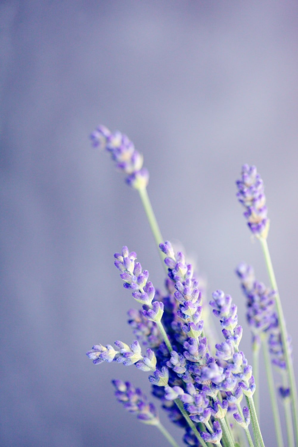 Lavender Wallpapers