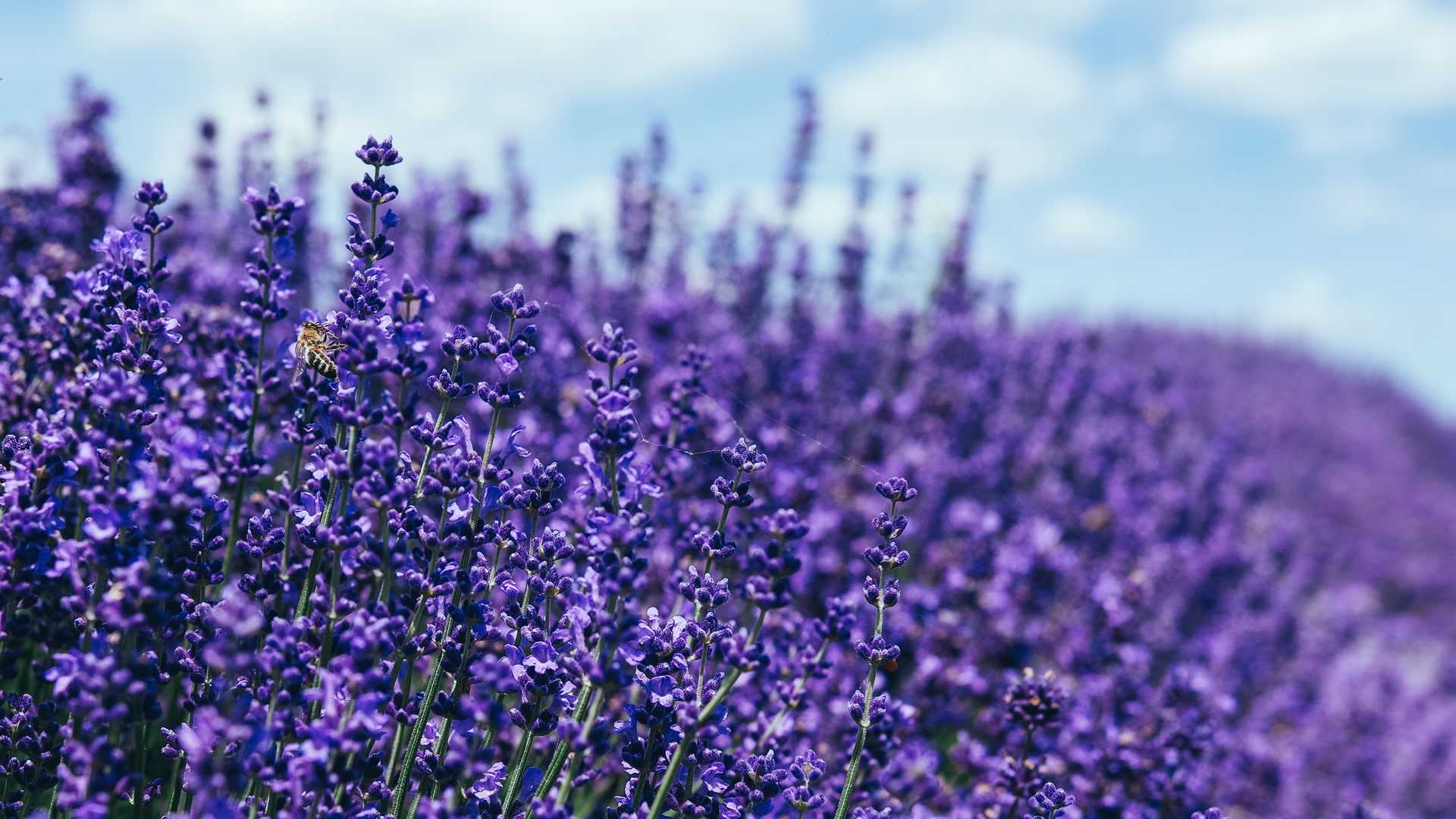 Lavender Wallpapers