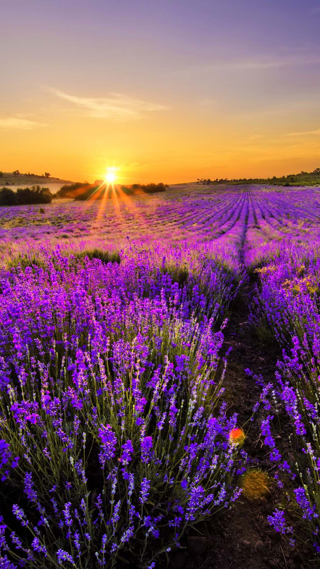 Lavender Wallpapers