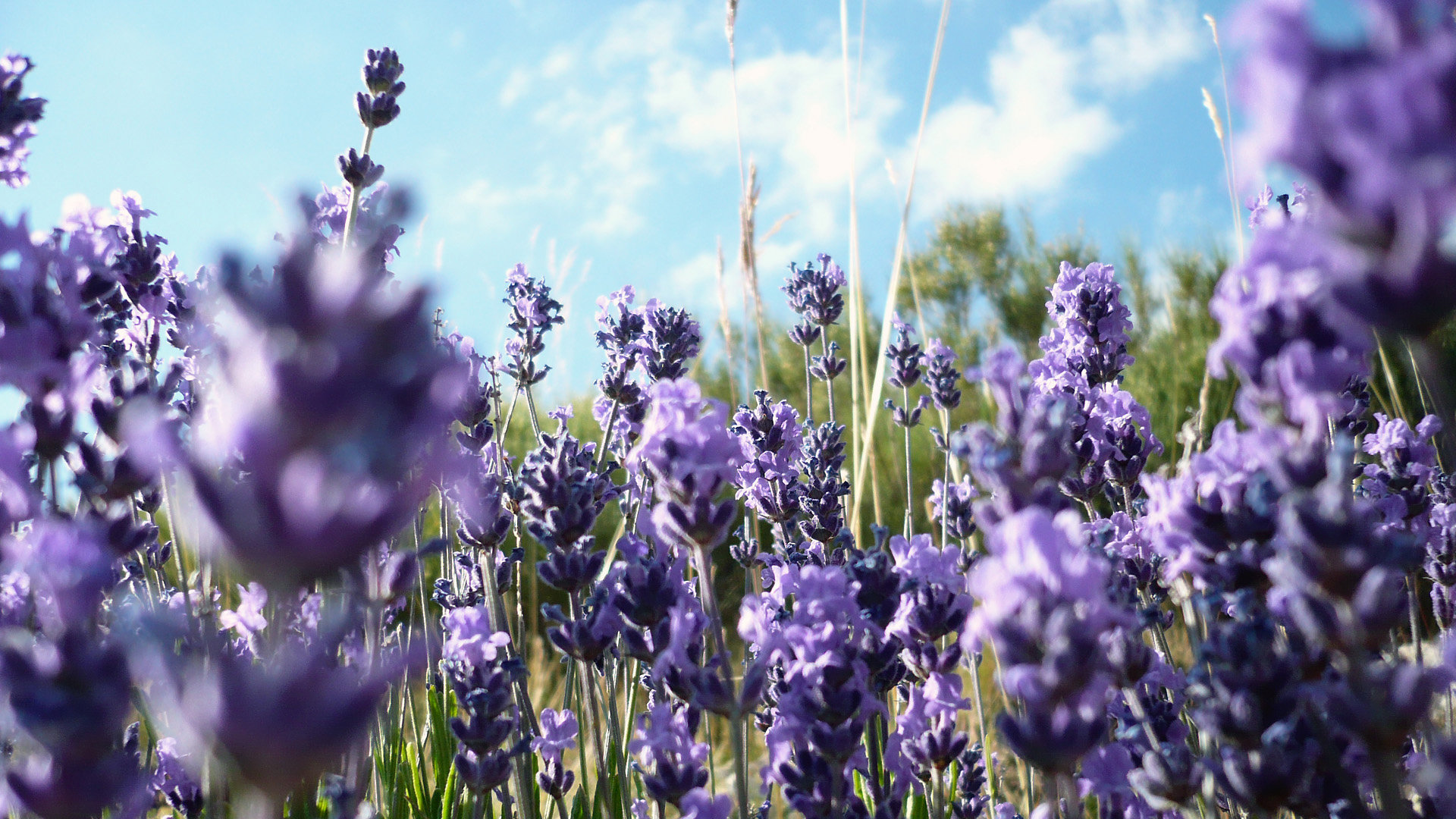 Lavender Wallpapers