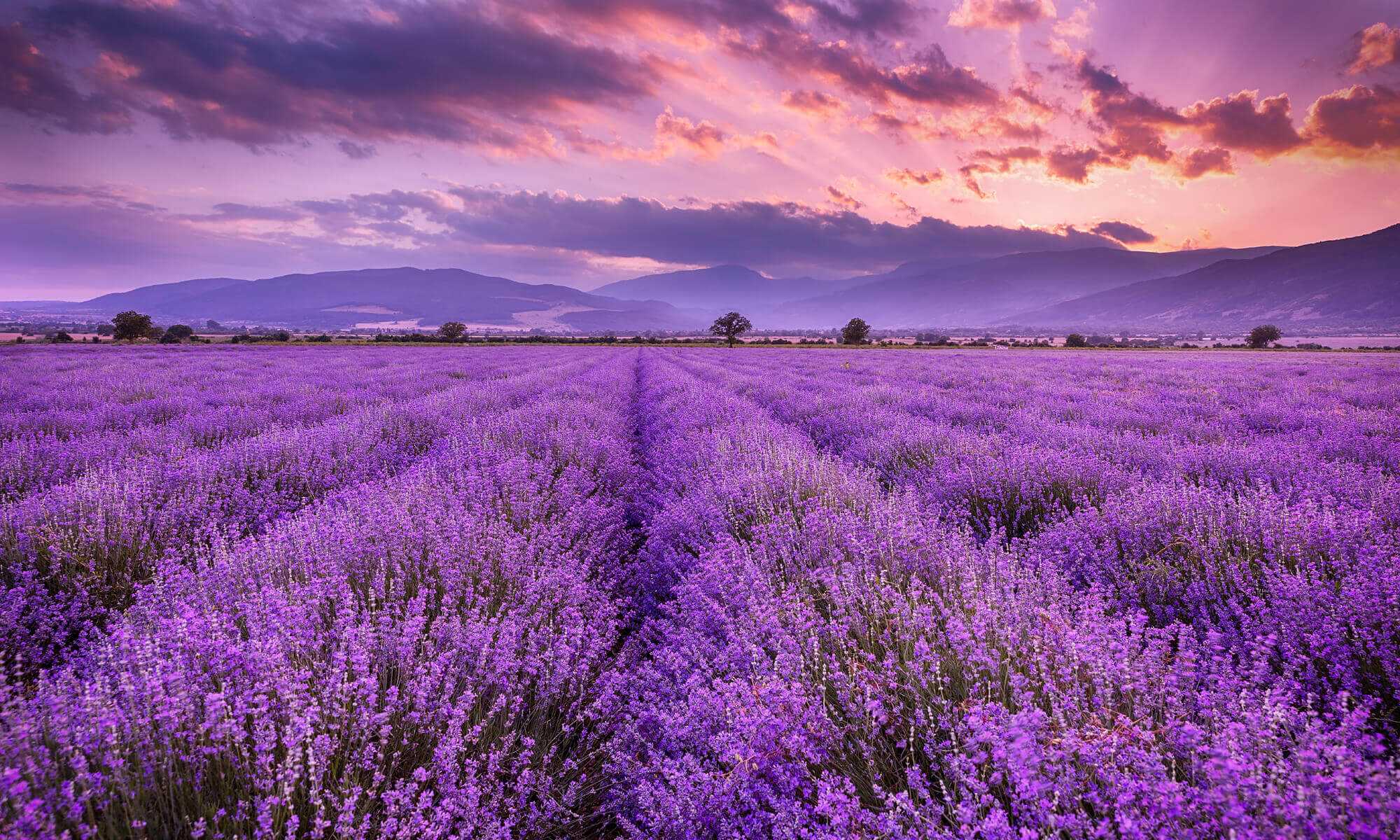 Lavender Wallpapers