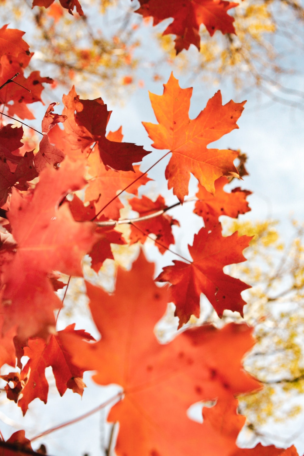 Leaf Autumn Wallpapers