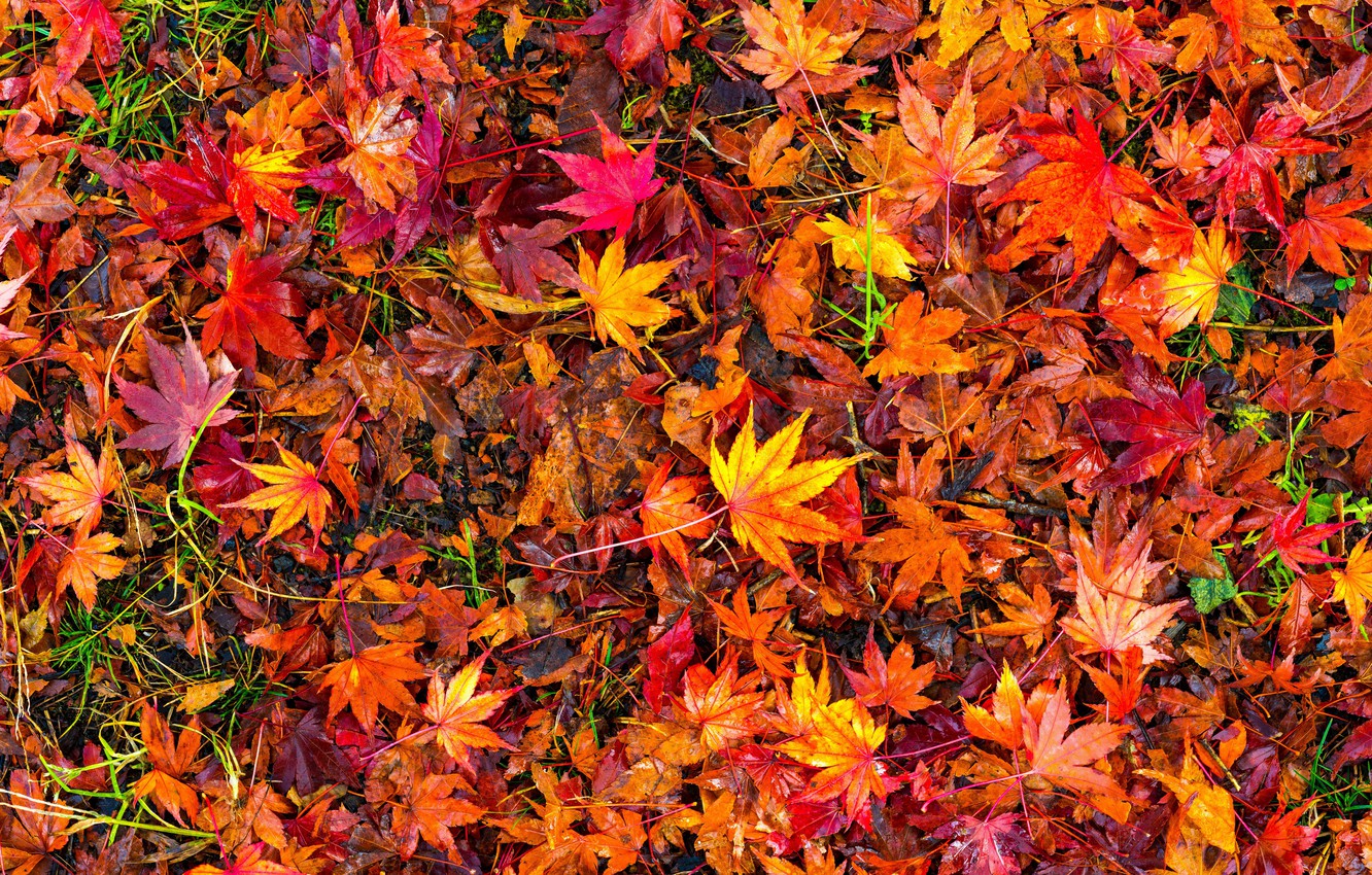 Leaf Autumn Wallpapers