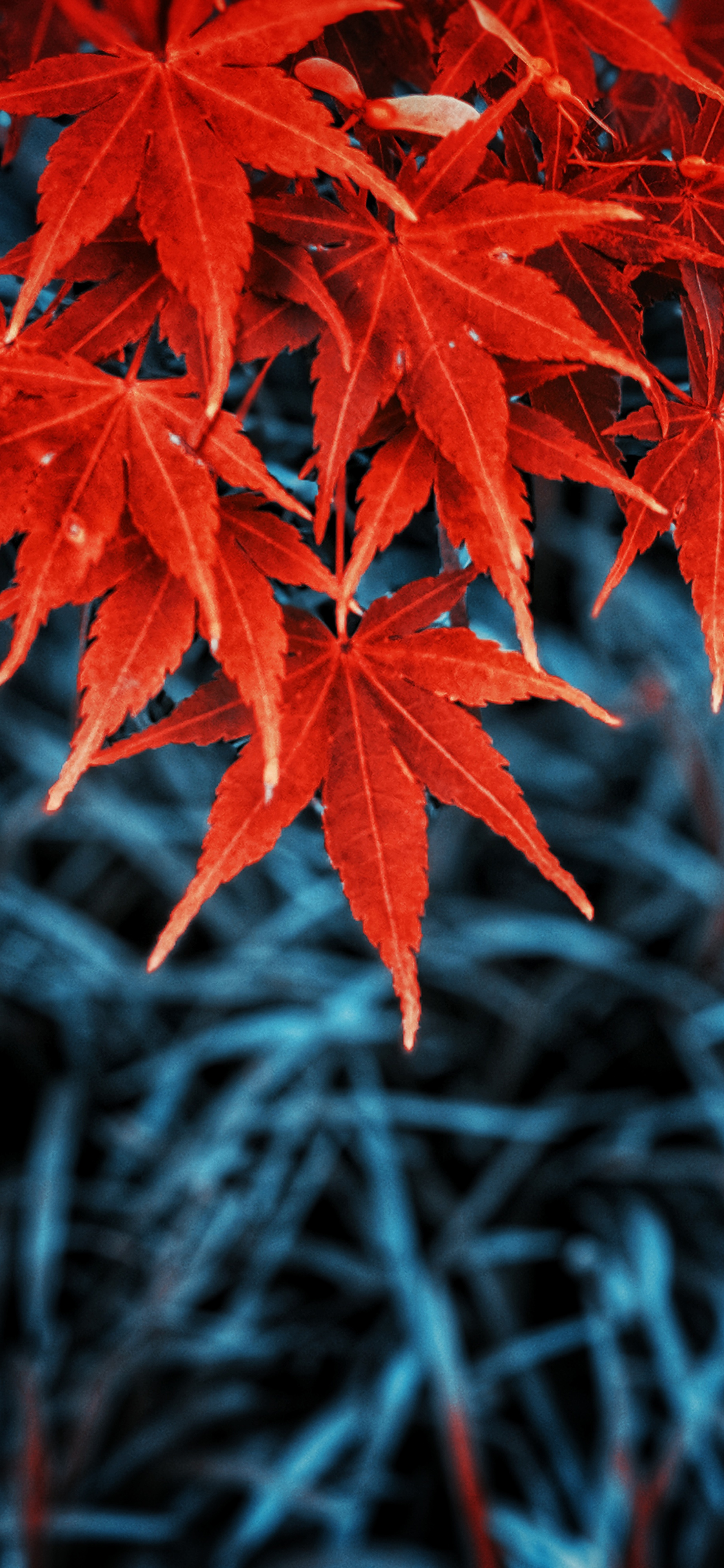 Leaf Autumn Wallpapers