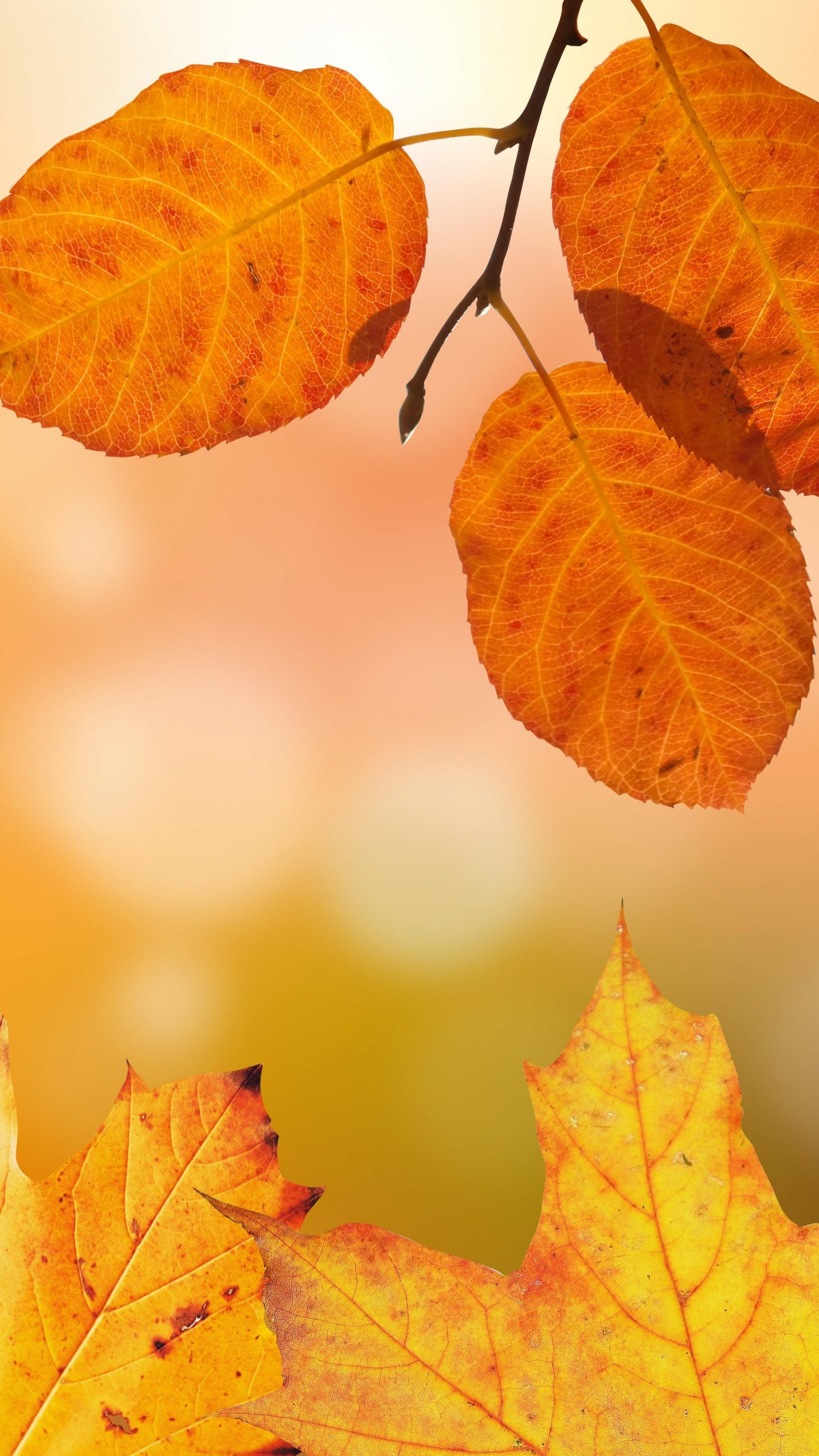 Leaf Autumn Wallpapers