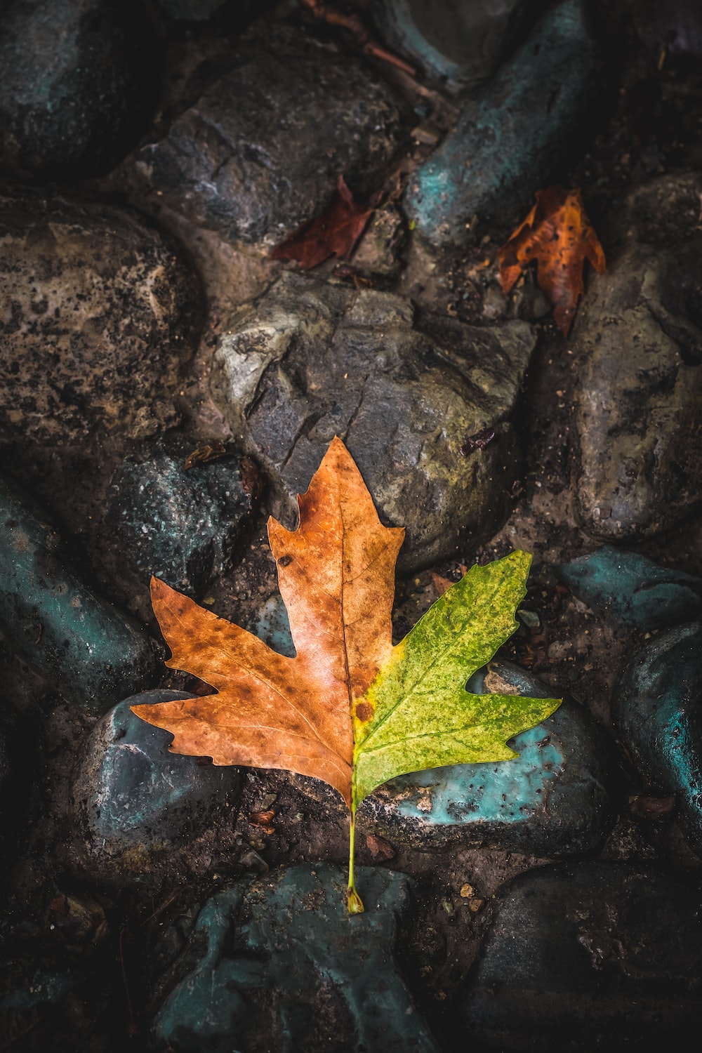 Leaf Autumn Wallpapers