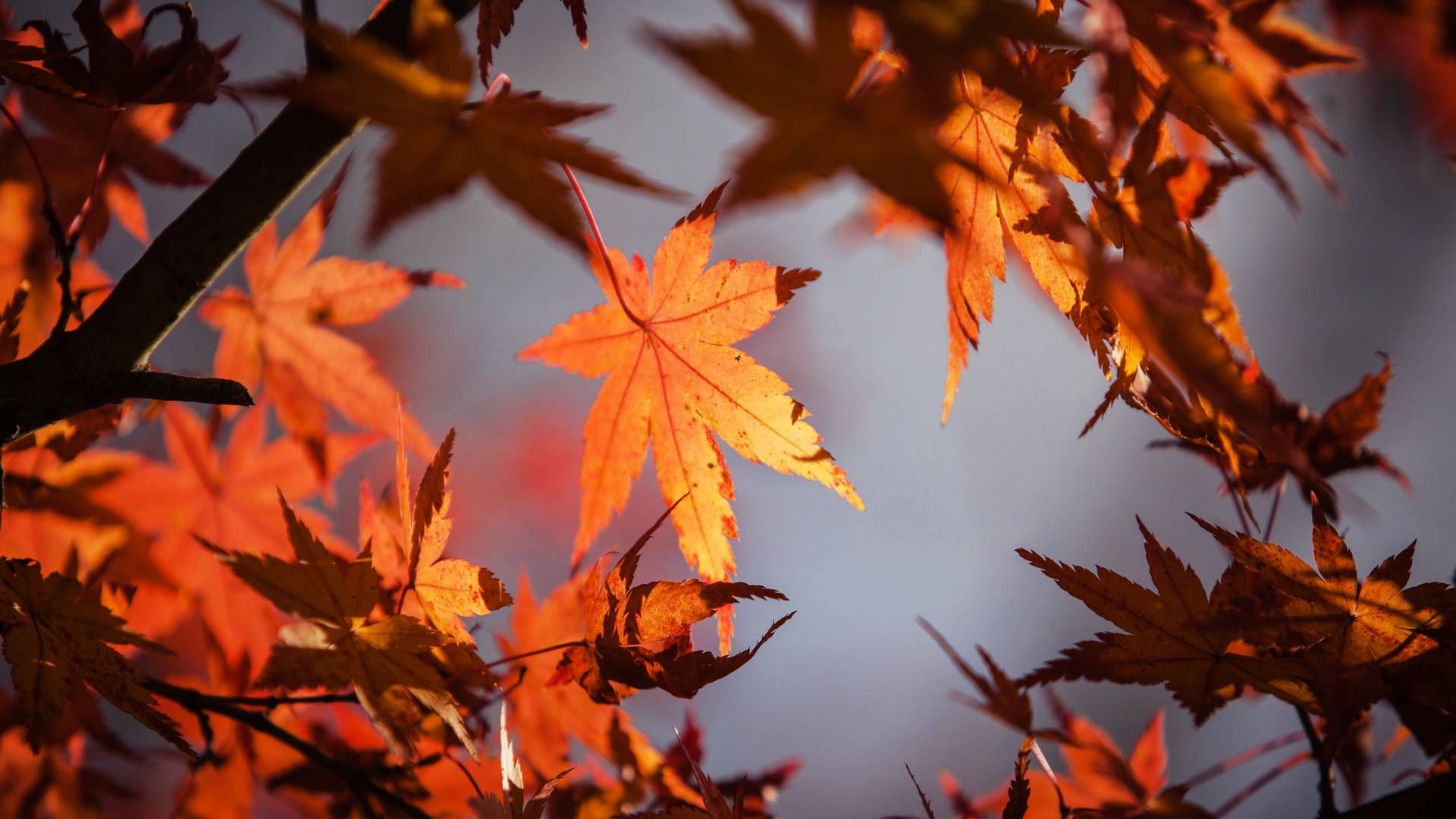 Leaf Autumn Wallpapers