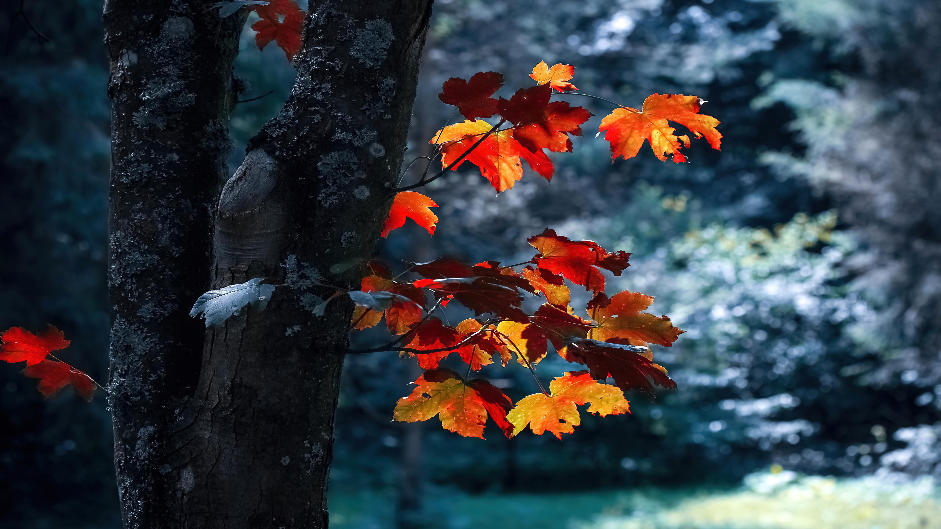 Leaf Autumn Wallpapers