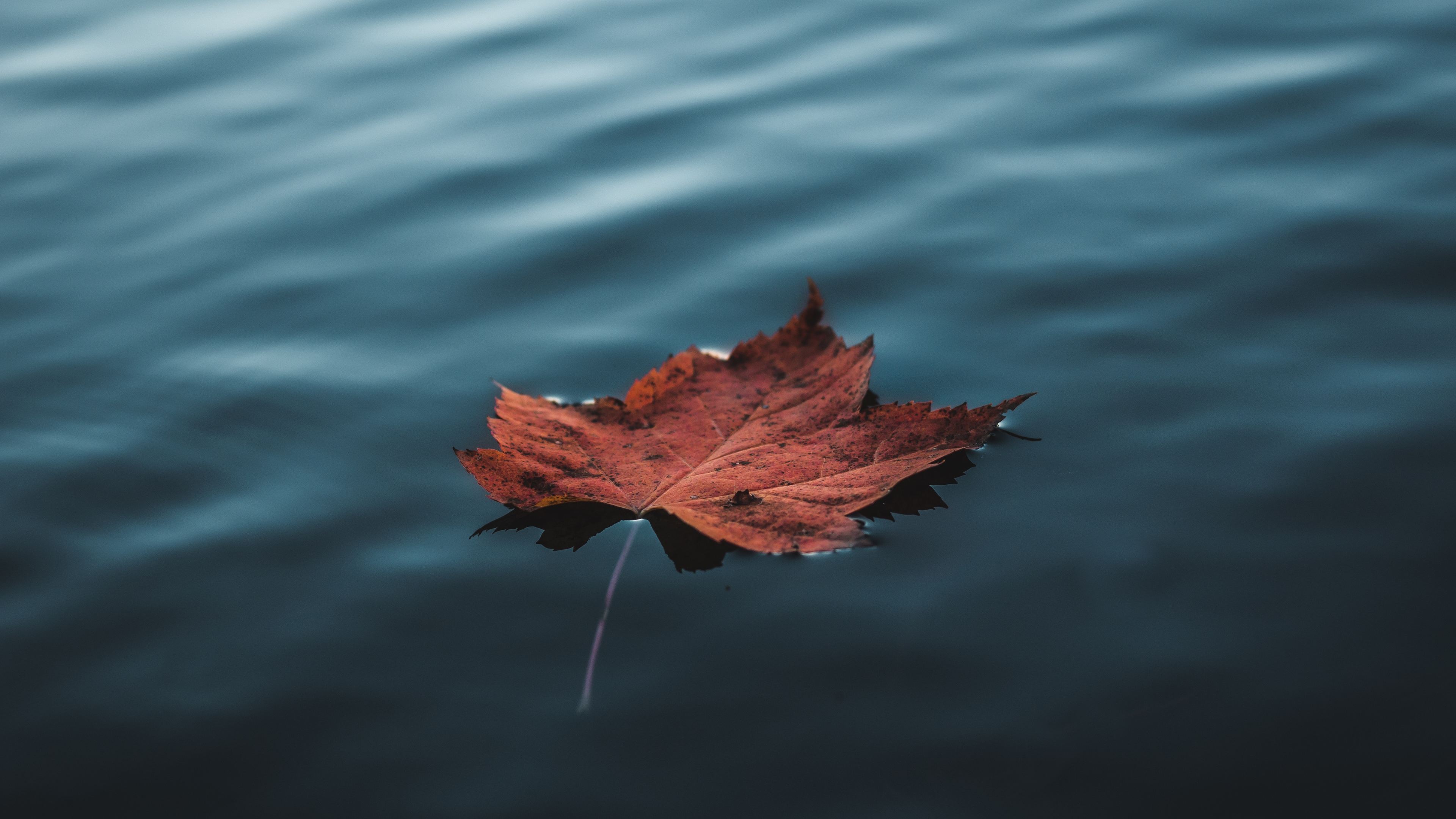 Leaf Autumn Wallpapers