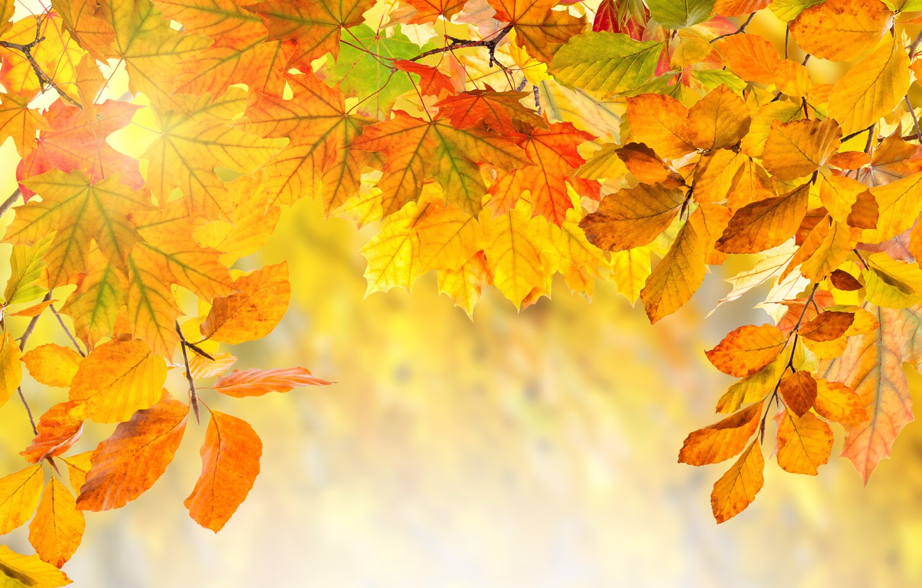 Leaf Autumn Wallpapers