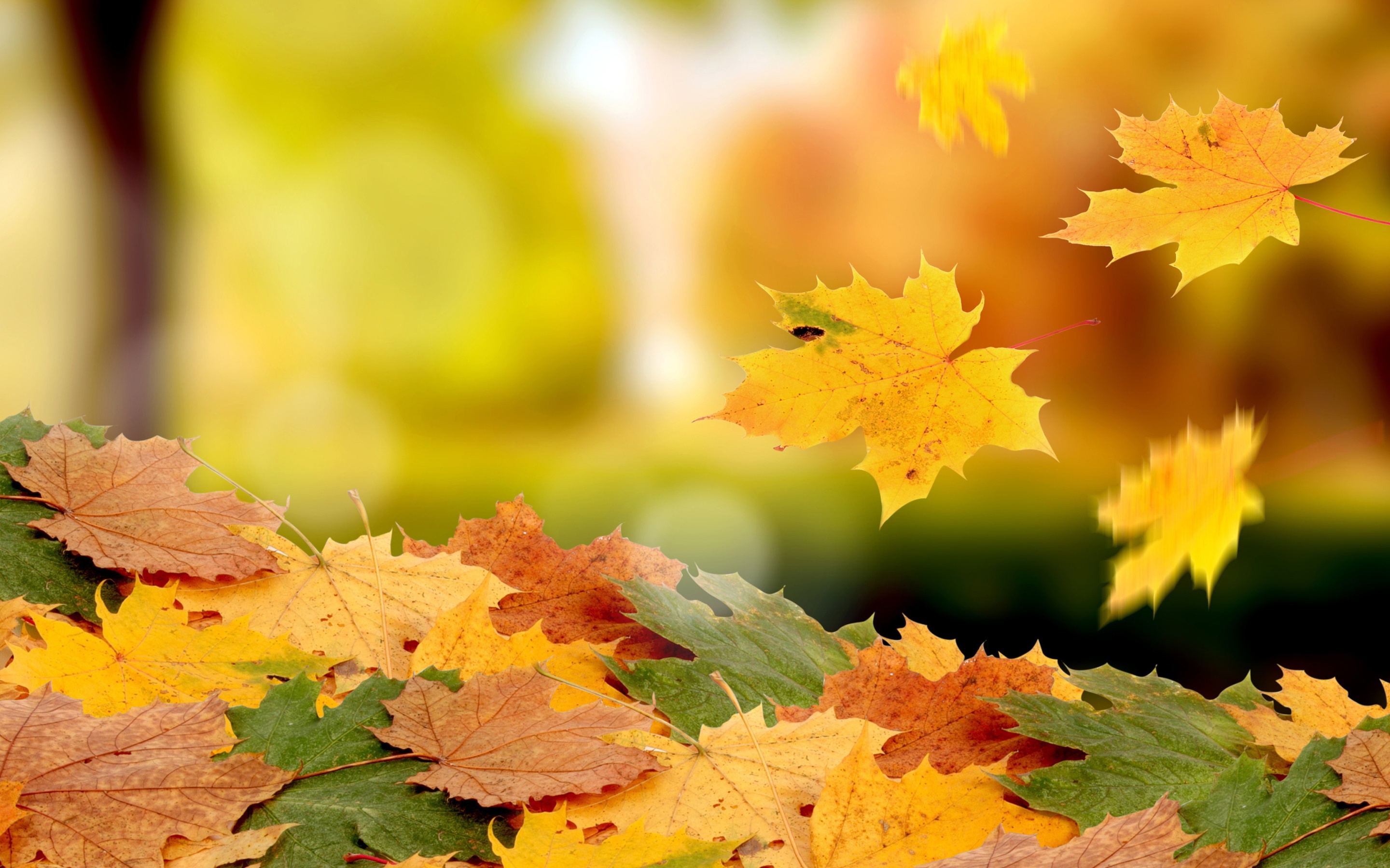 Leaf Autumn Wallpapers