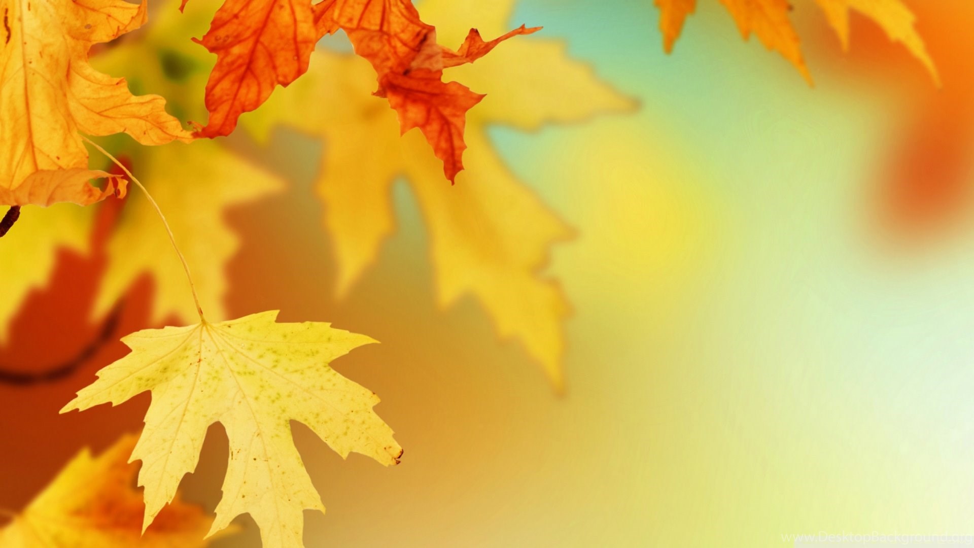 Leaf Autumn Wallpapers