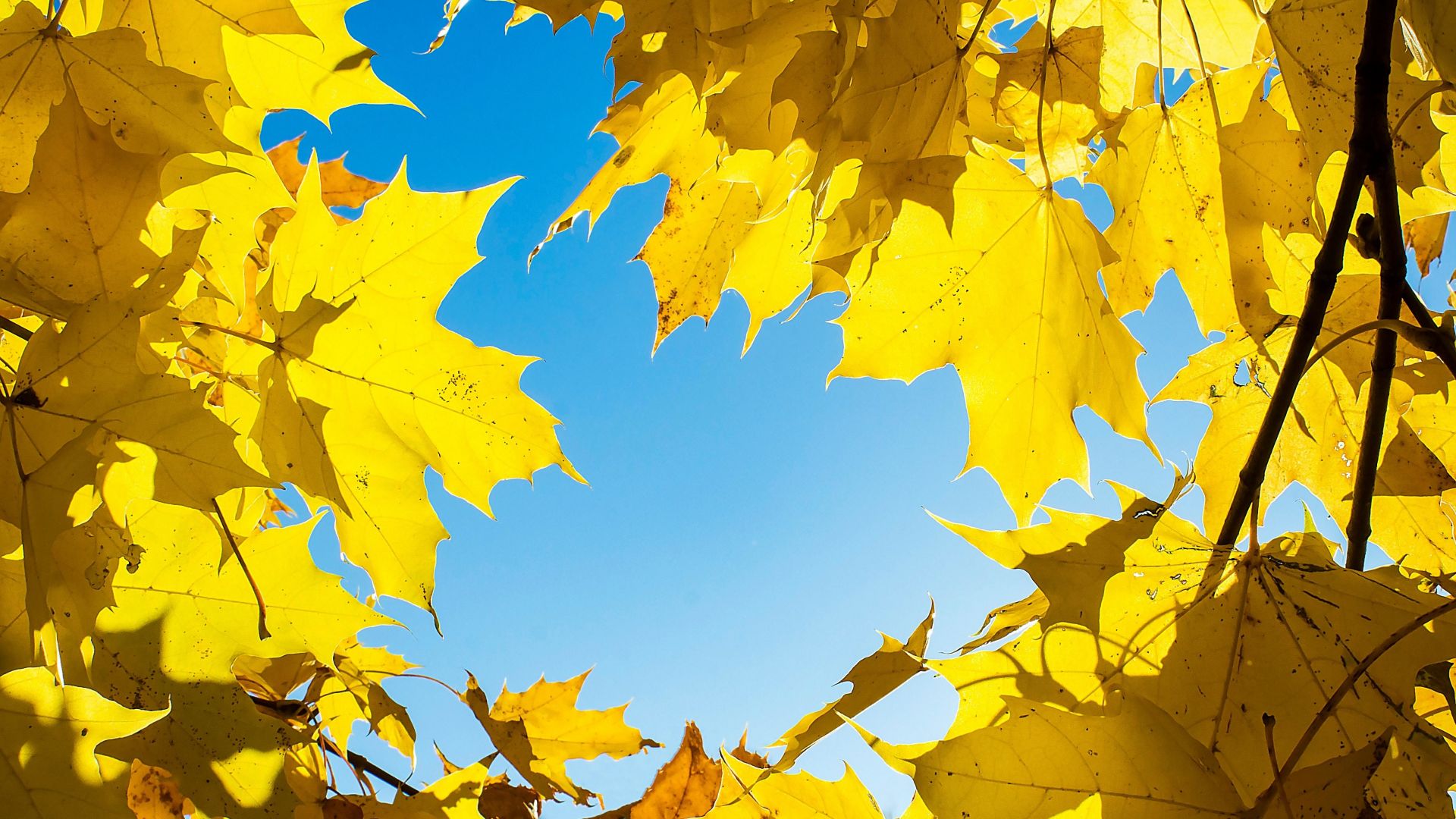 Leaf Autumn Wallpapers