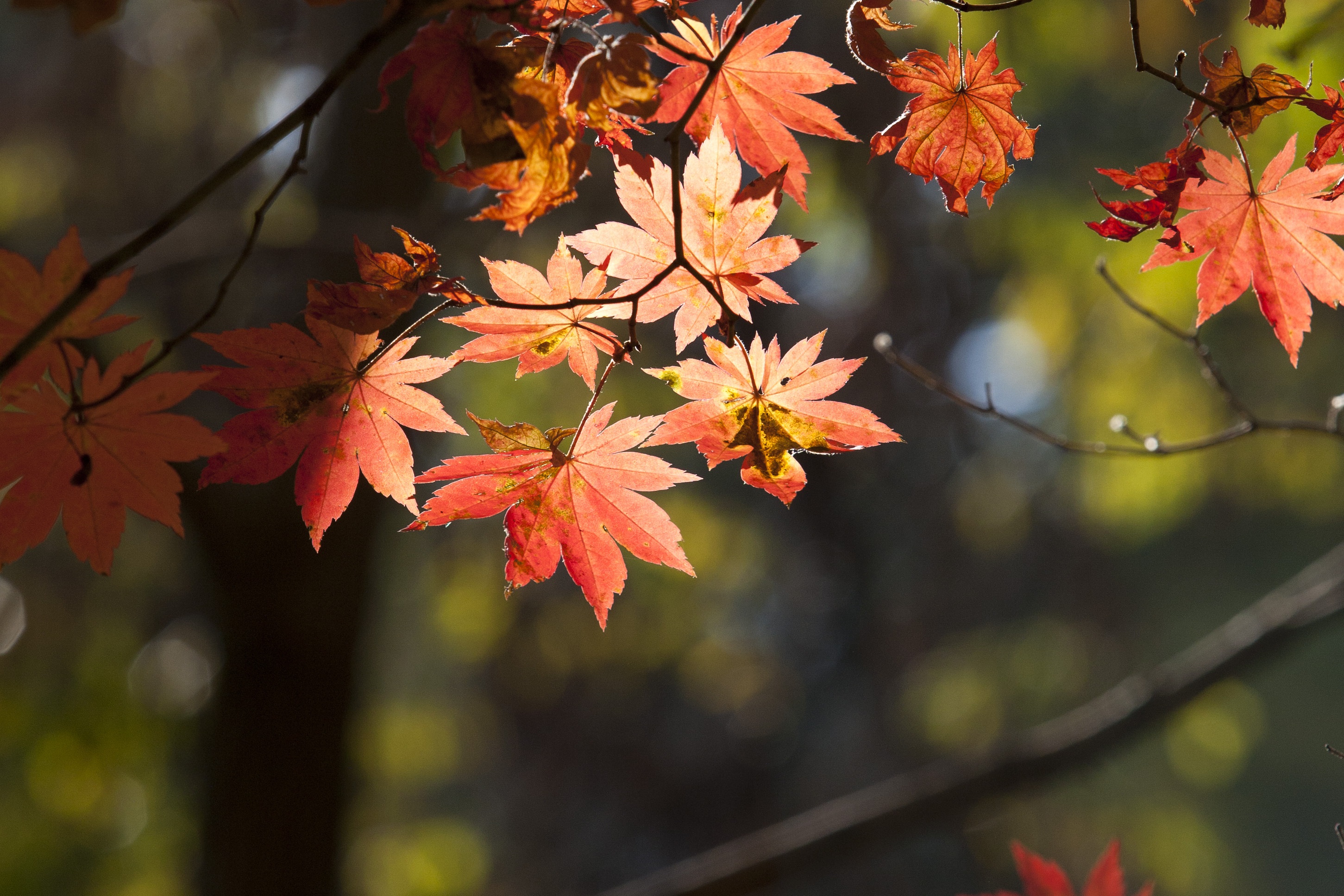 Leaf Autumn Wallpapers