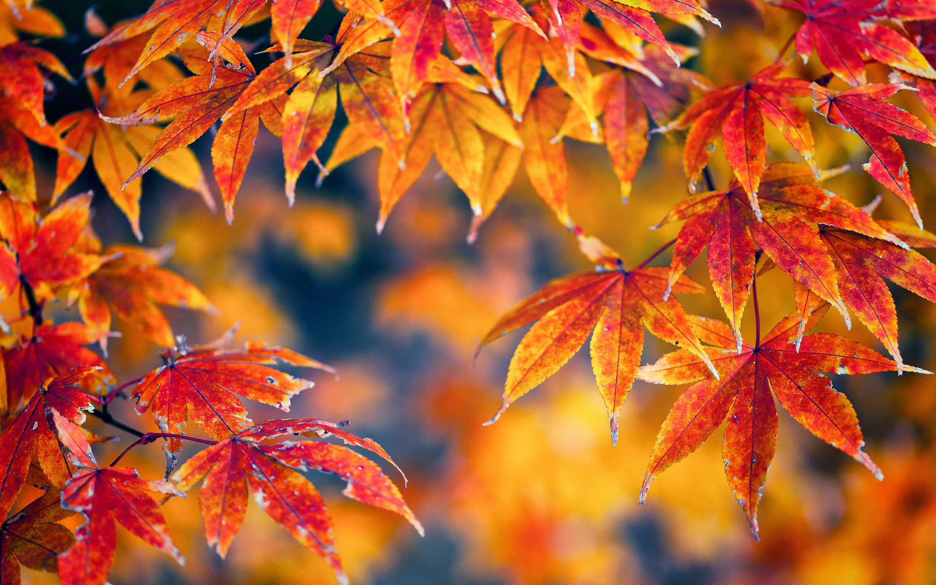 Leaf Autumn Wallpapers