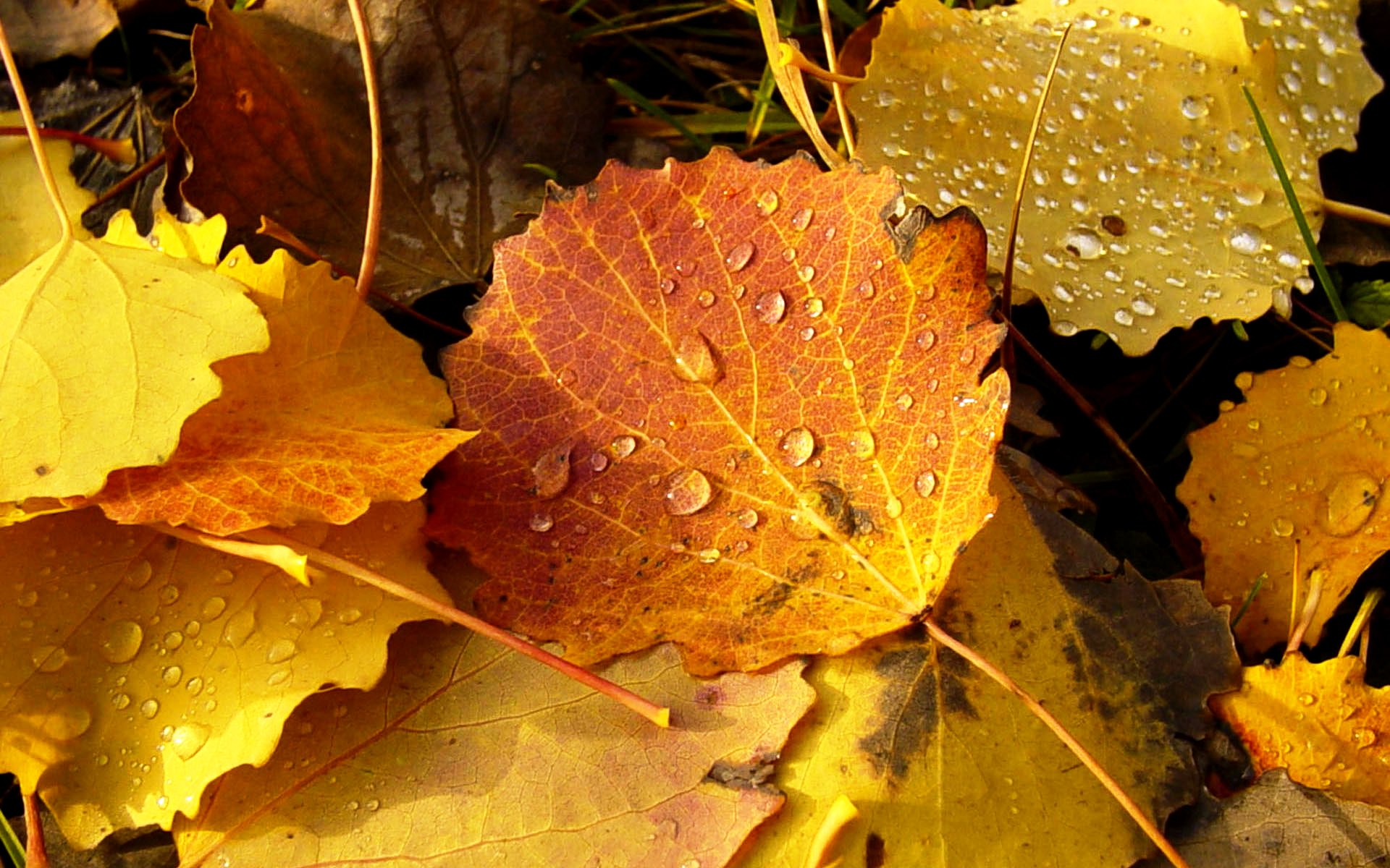 Leaf Autumn Wallpapers