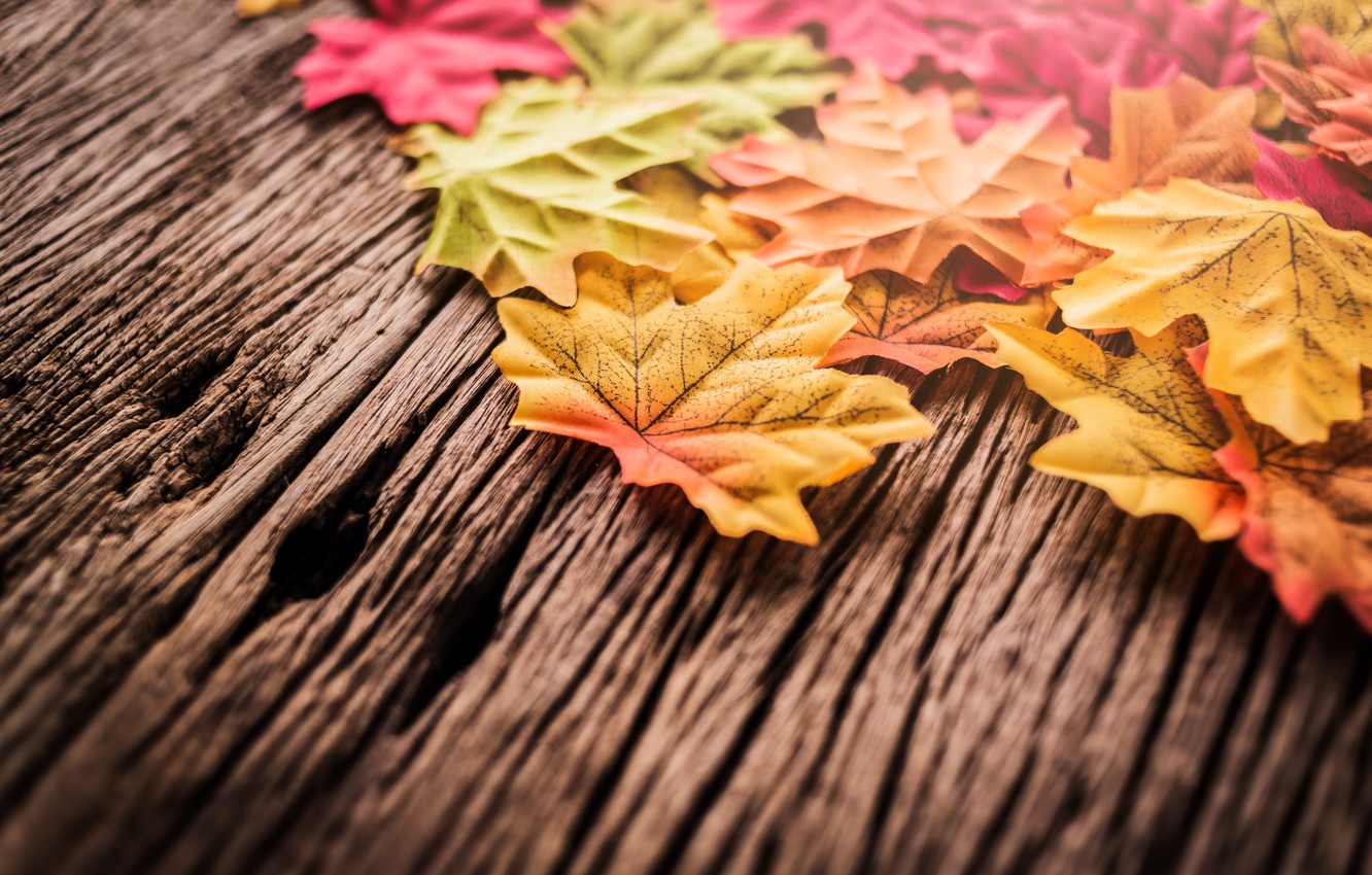 Leaf Autumn Wallpapers