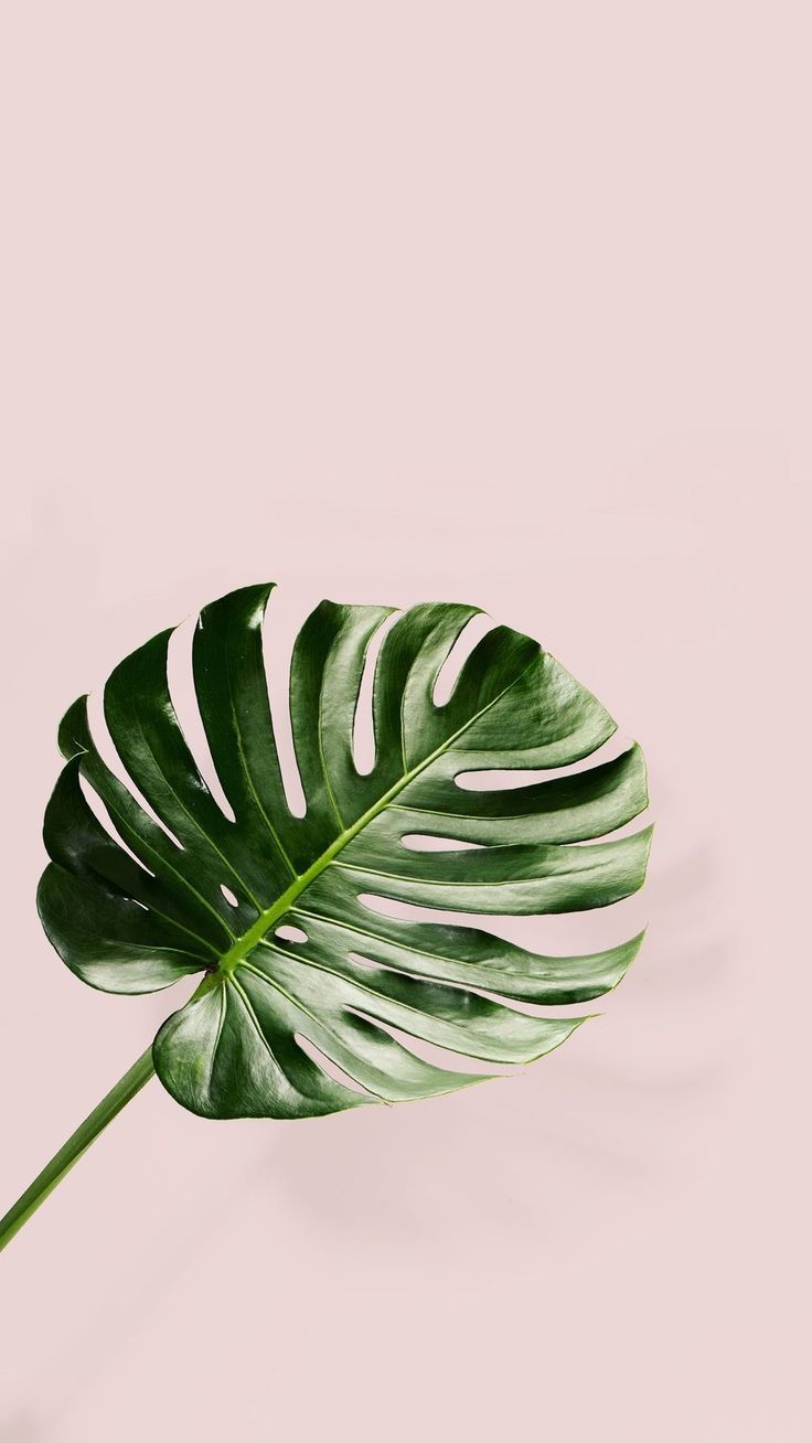 Leaf Background Tumblr