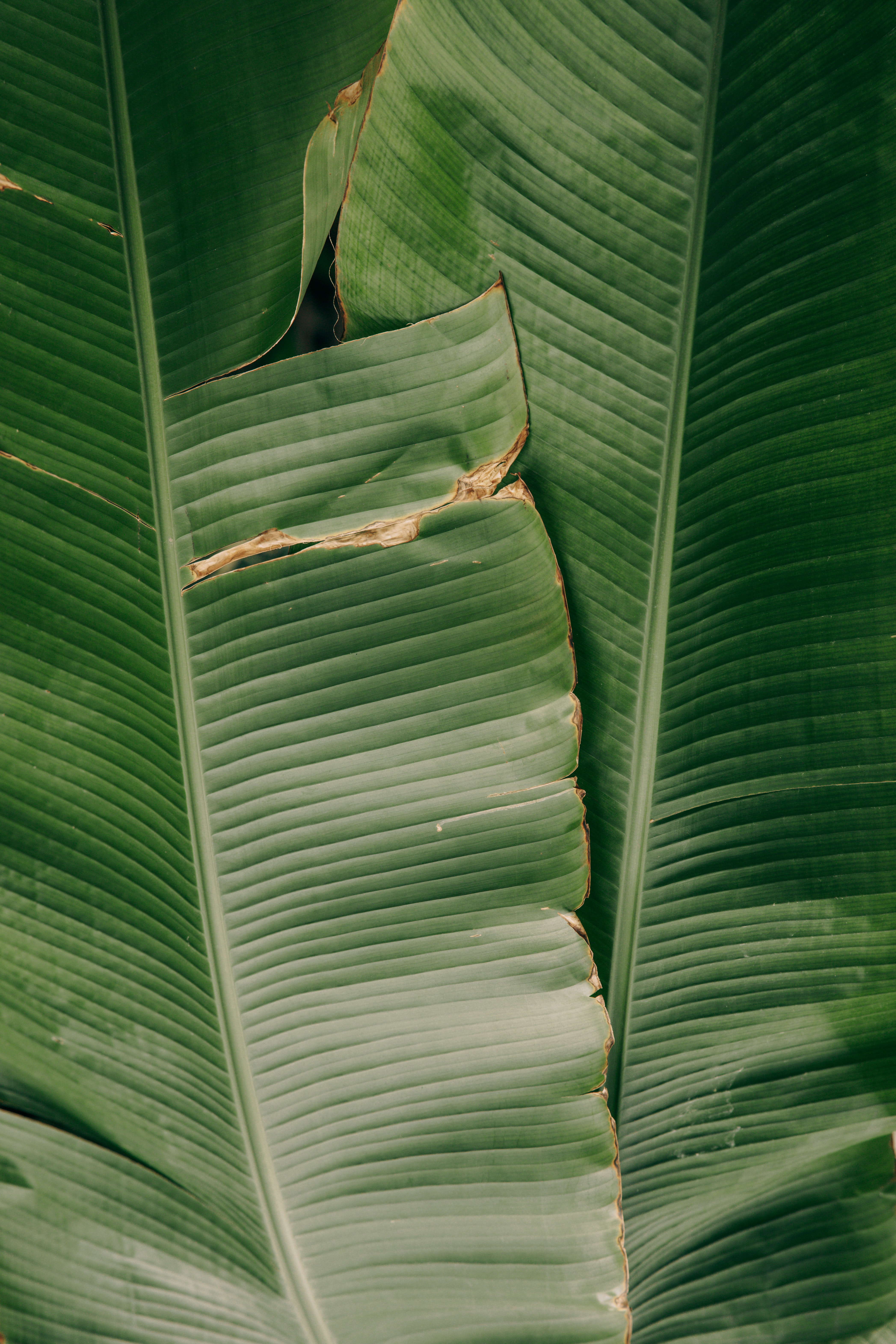 Leaf Background Tumblr