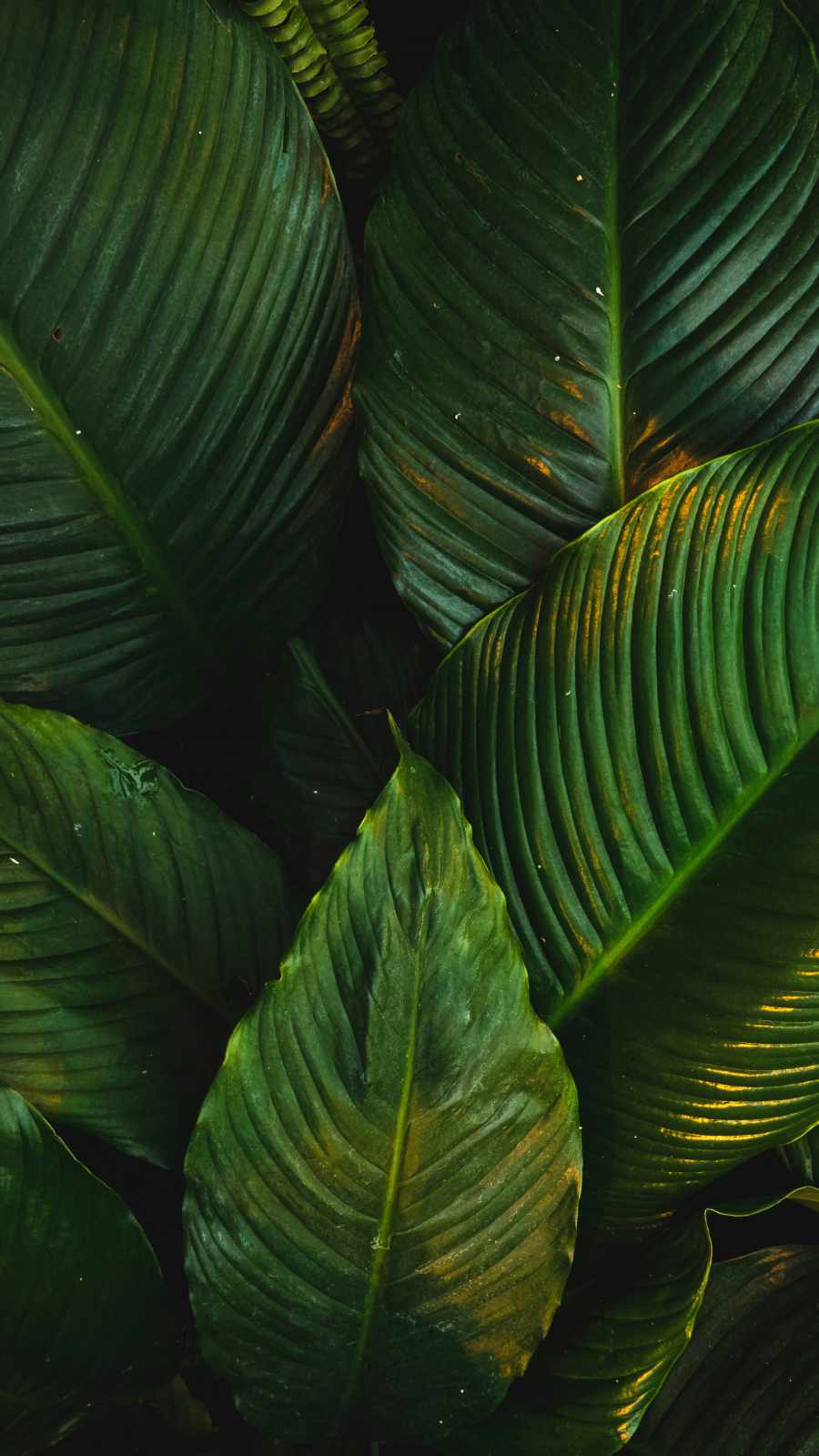 Leaf Iphone Wallpapers