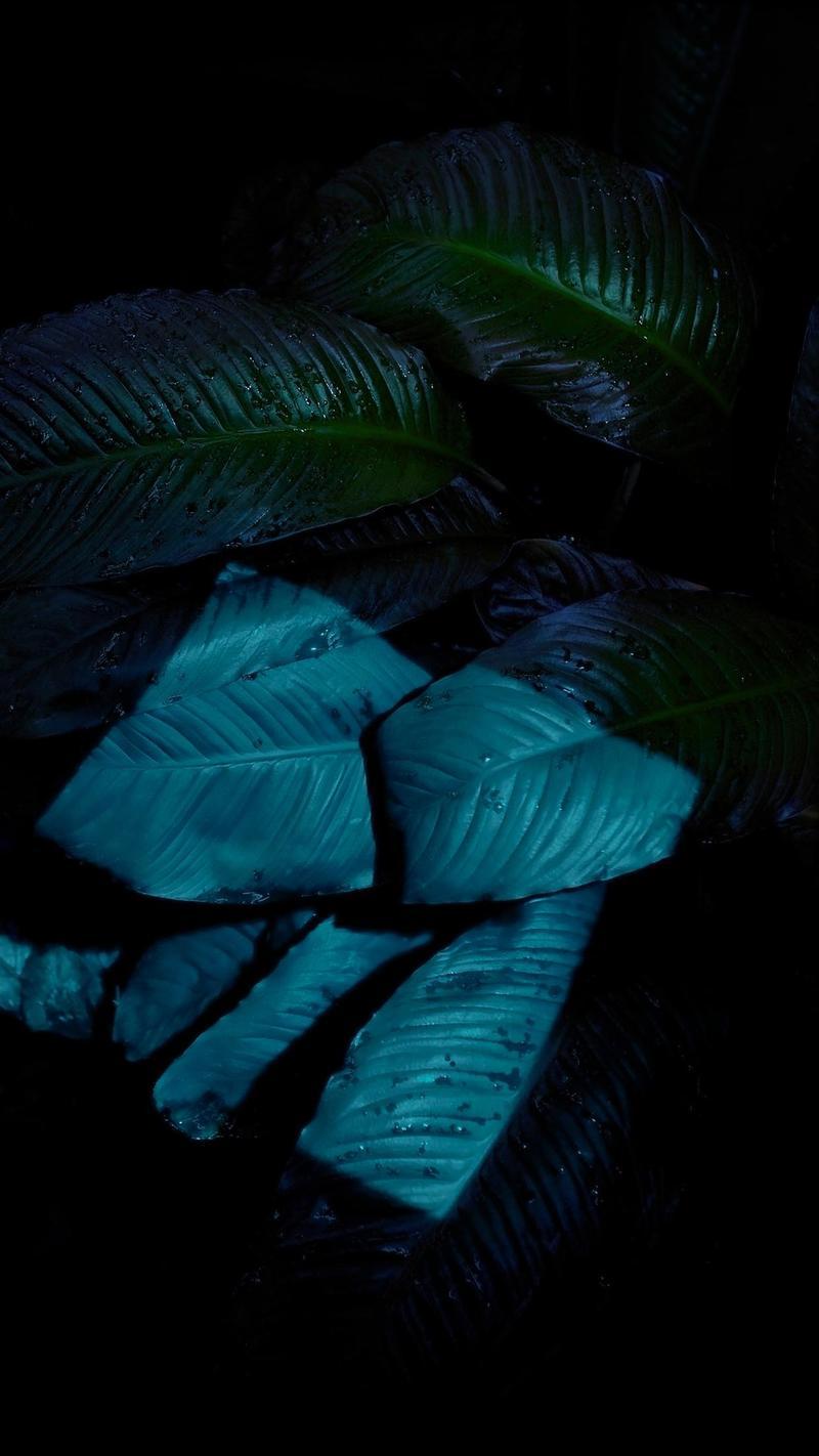 Leaf Iphone Wallpapers