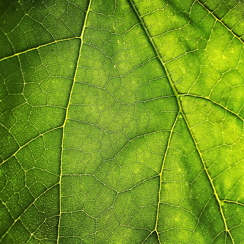 Leaf Texture Background