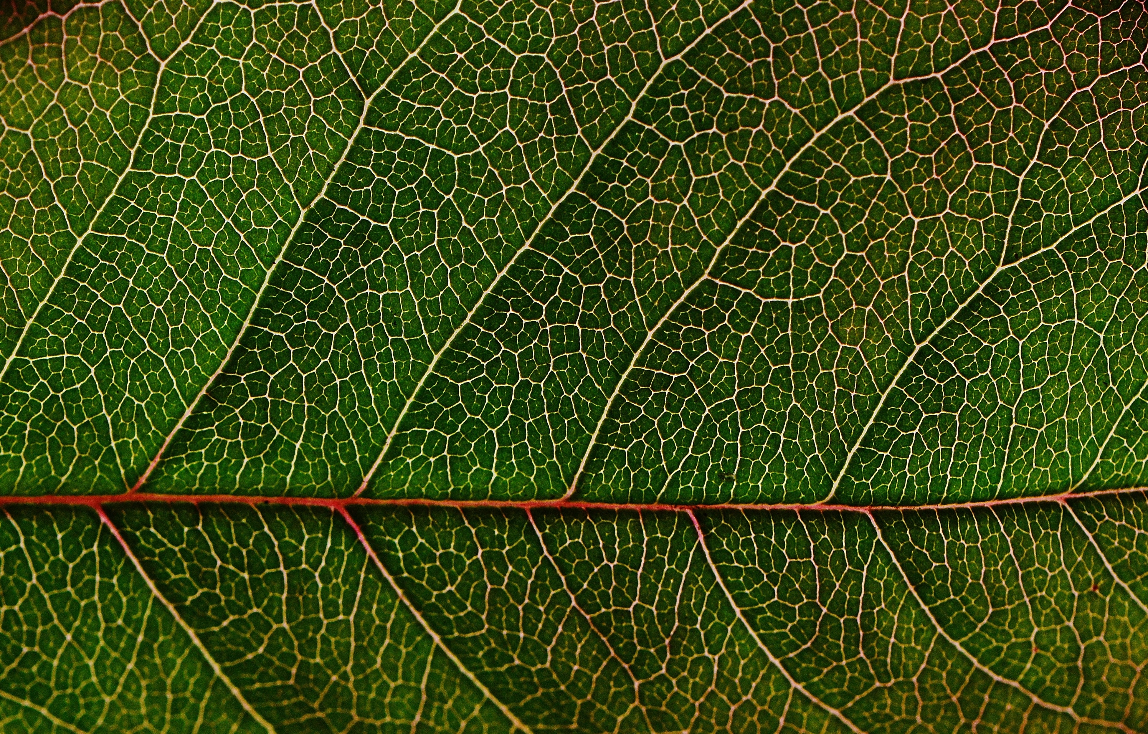 Leaf Texture Background