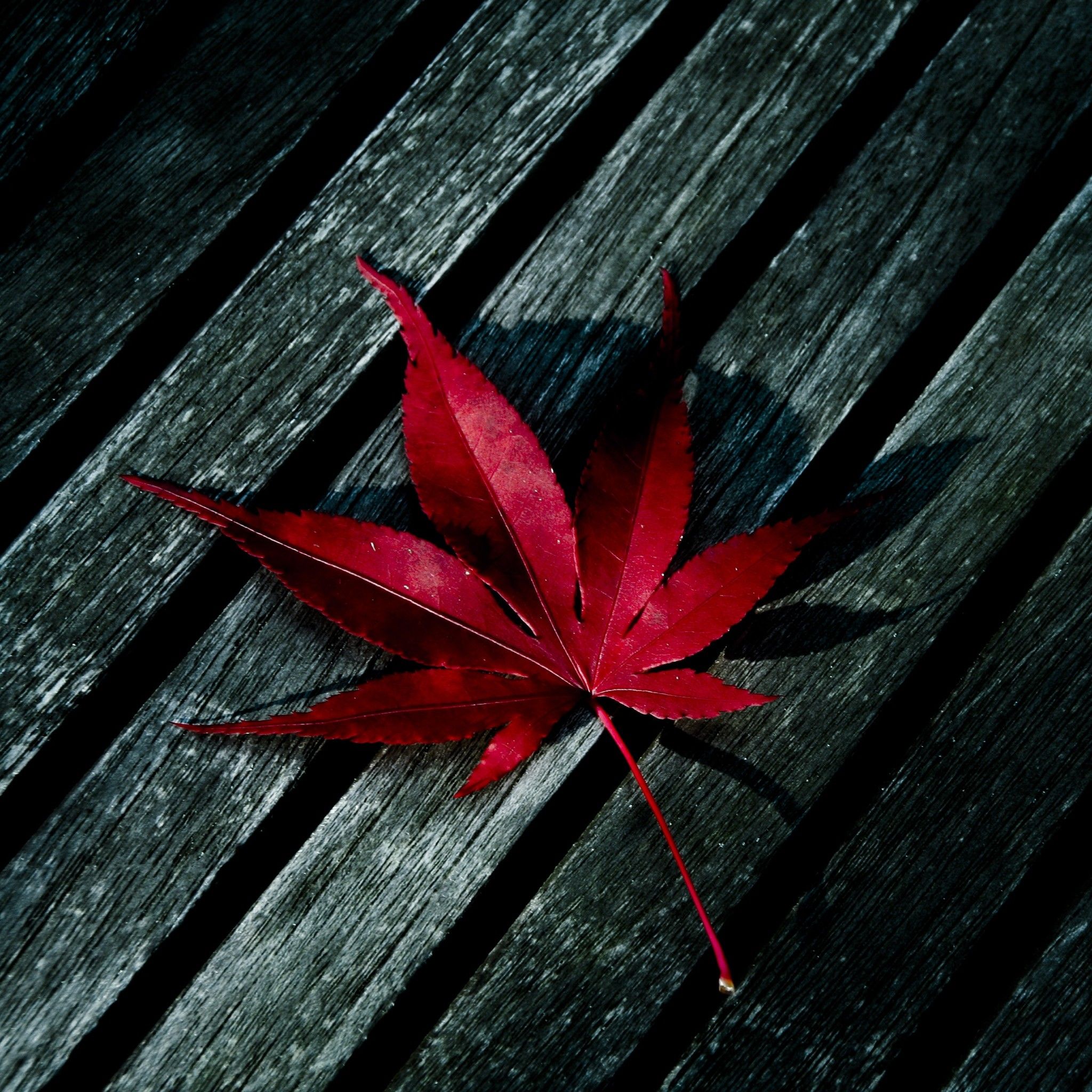 Leaf Wallpapers