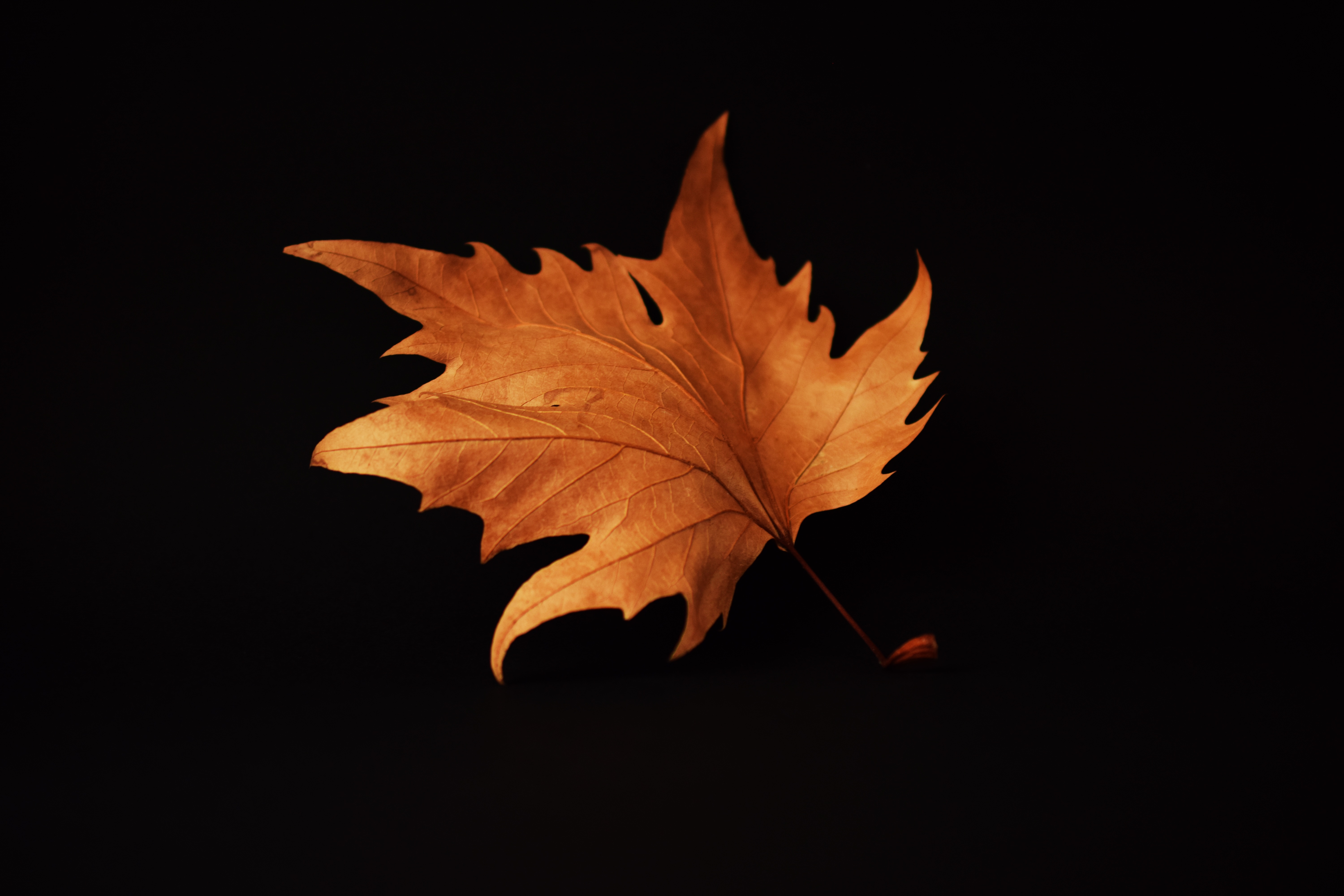 Leaf Wallpapers