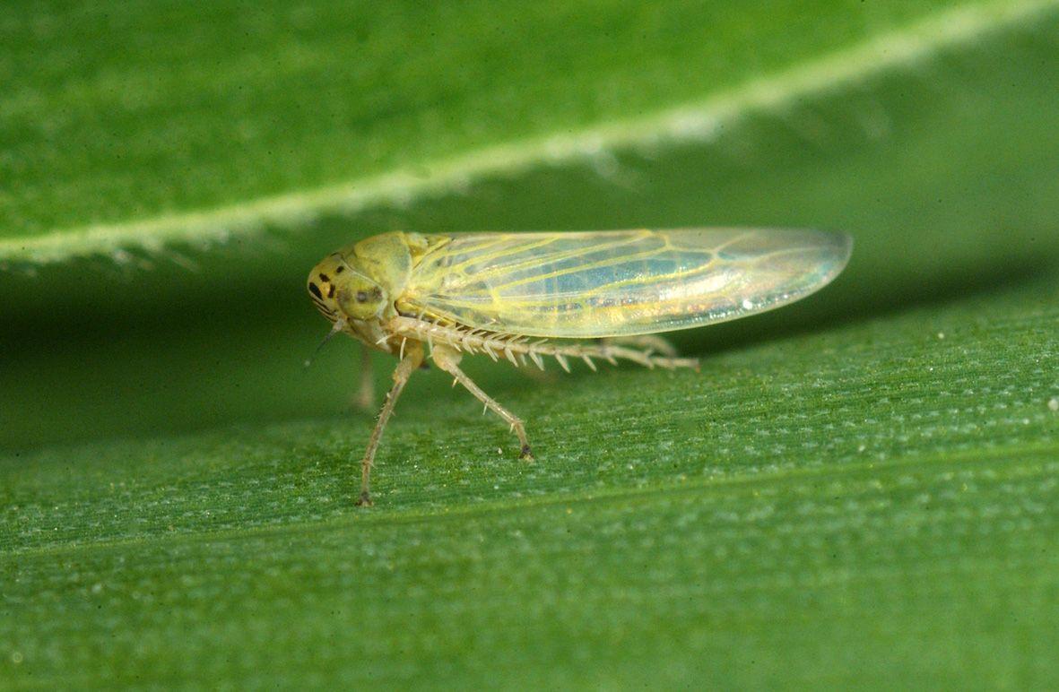 Leafhoppers Wallpapers