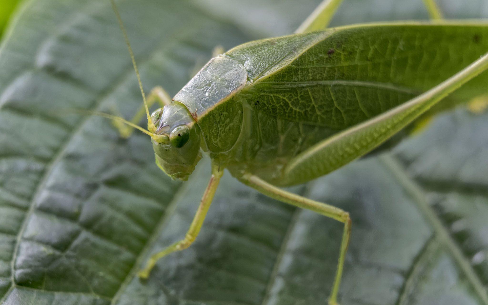 Leafhoppers Wallpapers