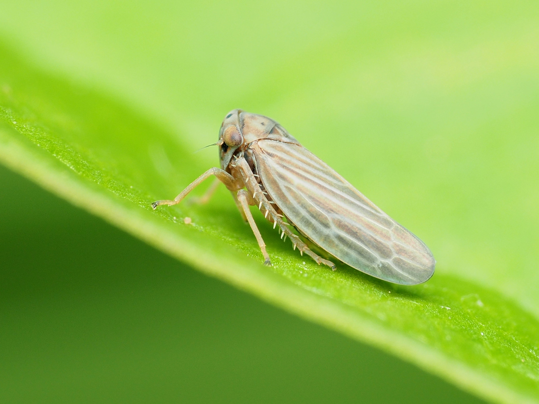 Leafhoppers Wallpapers