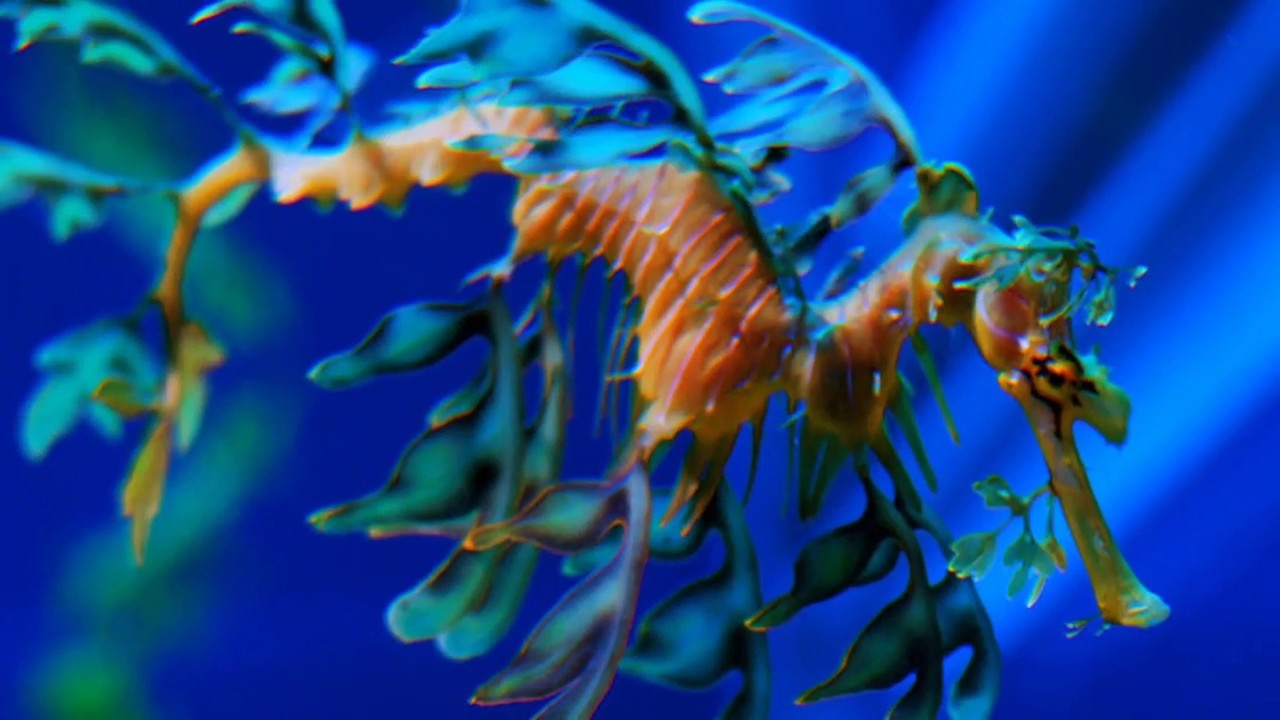 Leafy Seadragon Wallpapers