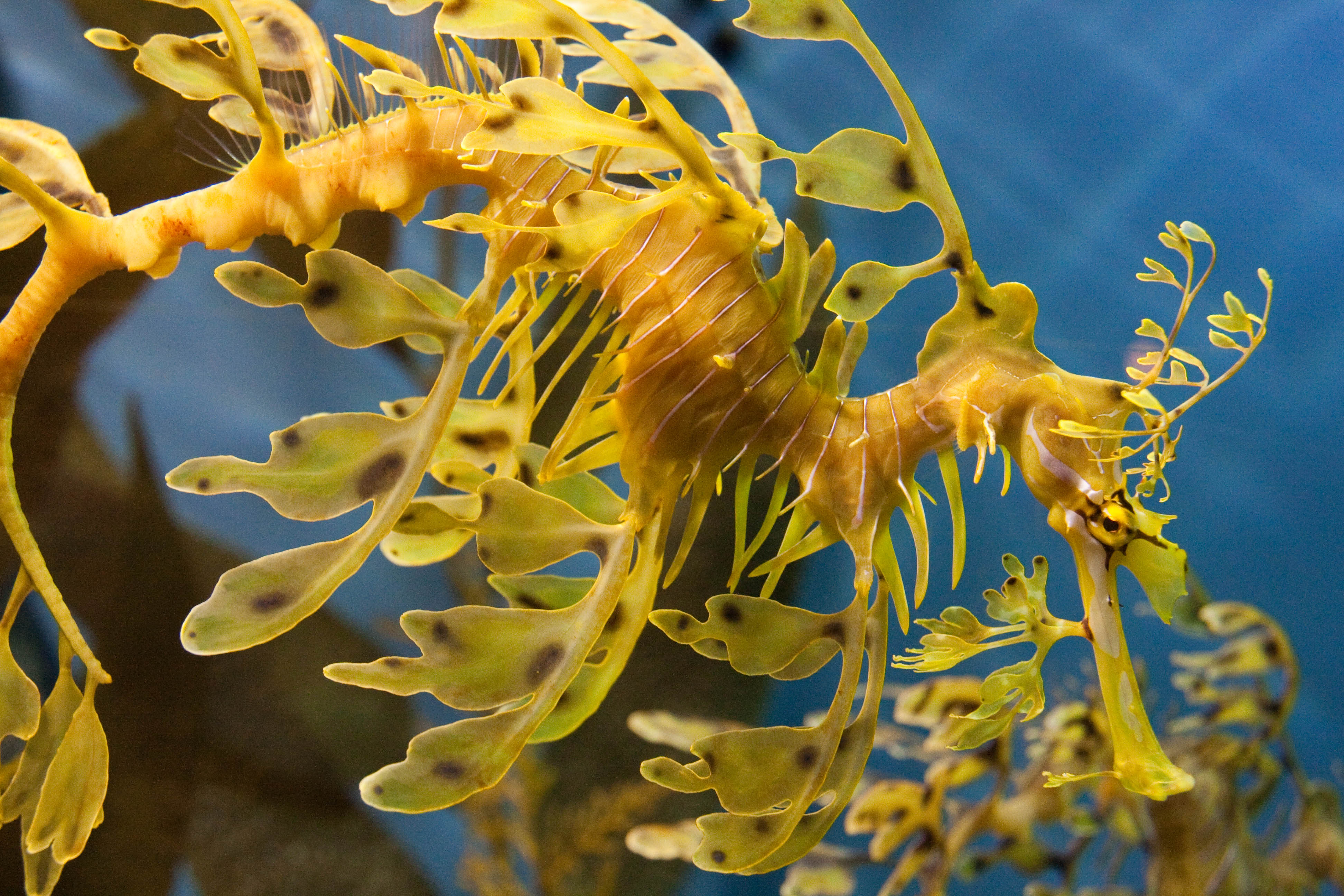 Leafy Seadragon Wallpapers