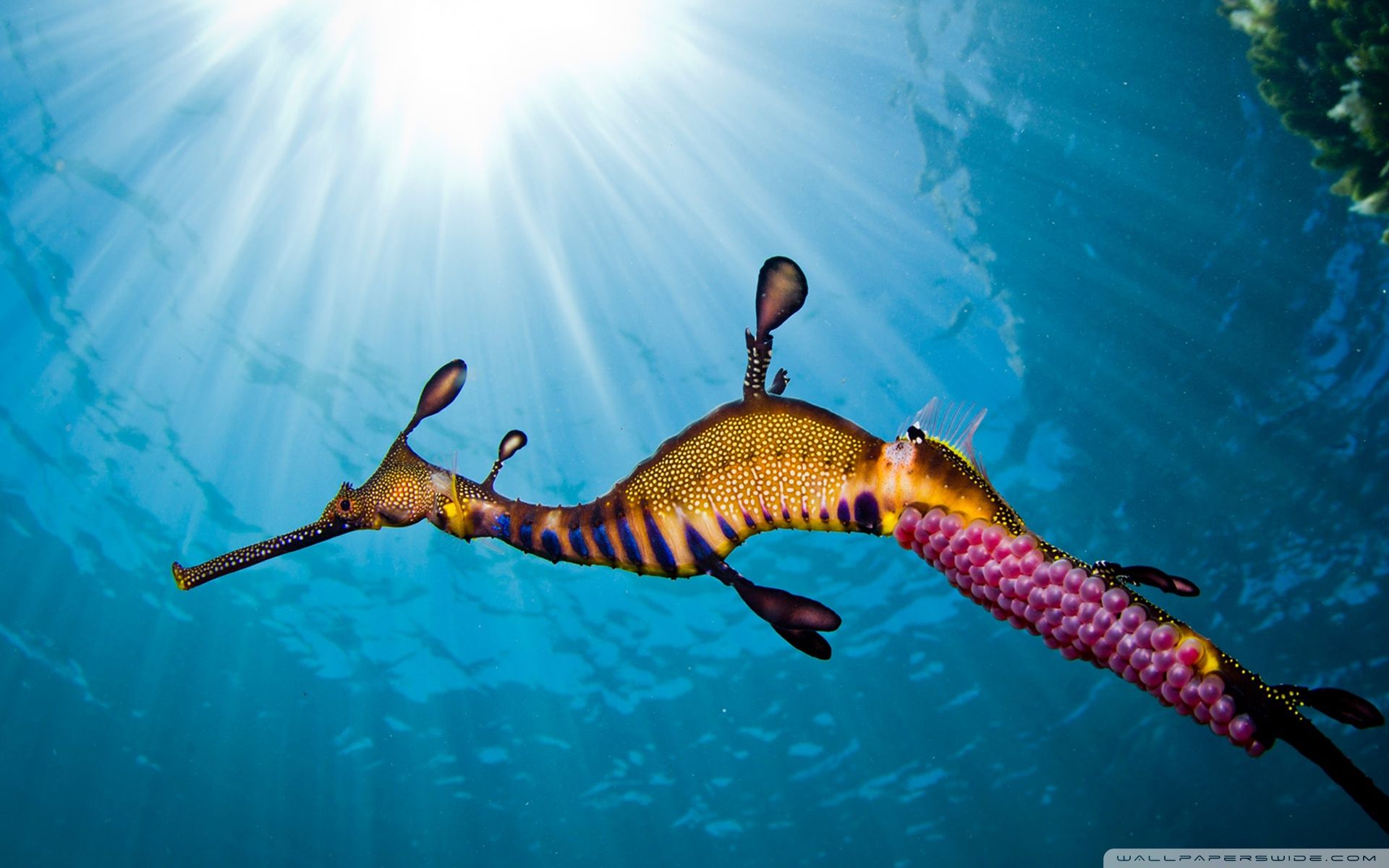 Leafy Seadragon Wallpapers