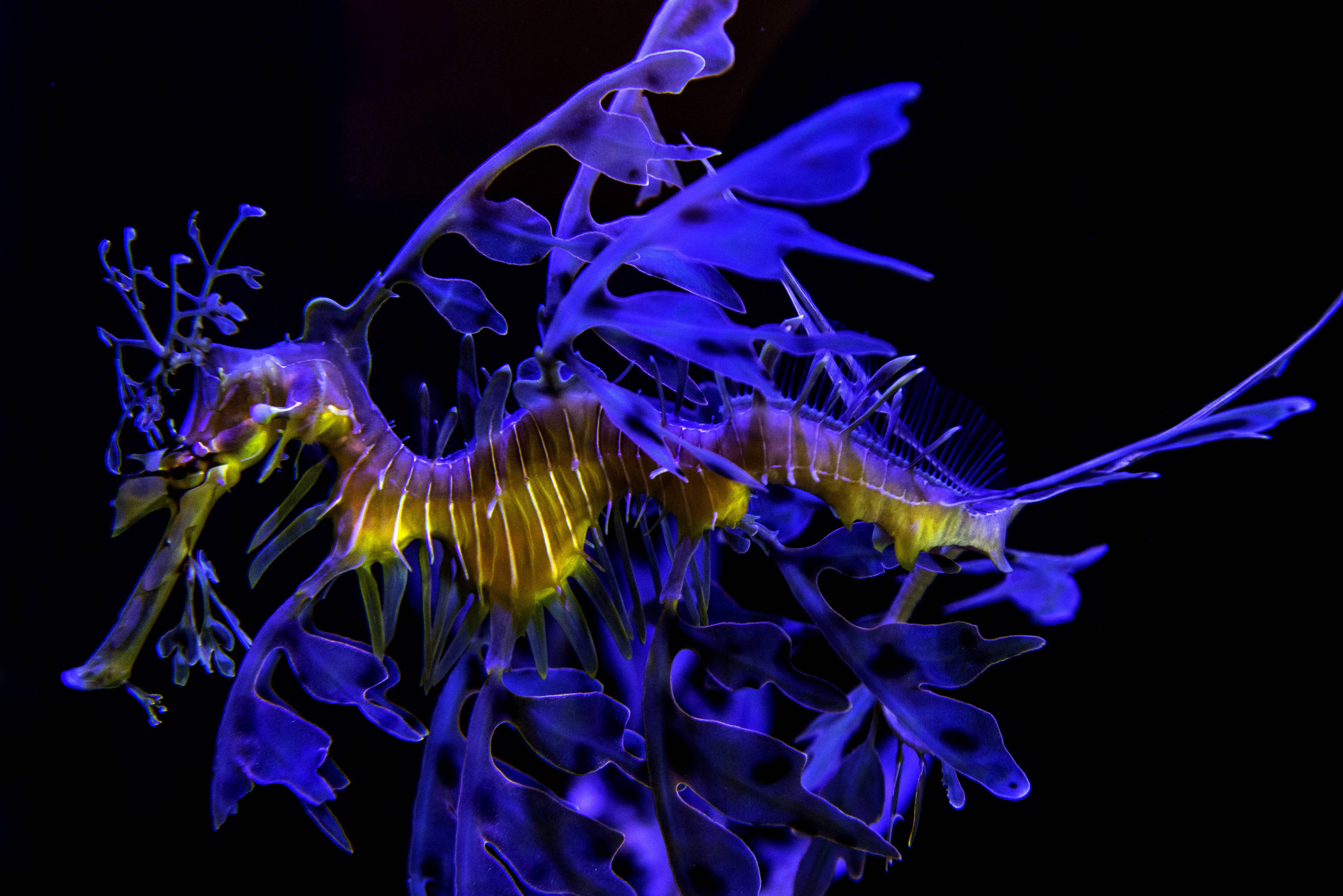 Leafy Seadragon Wallpapers