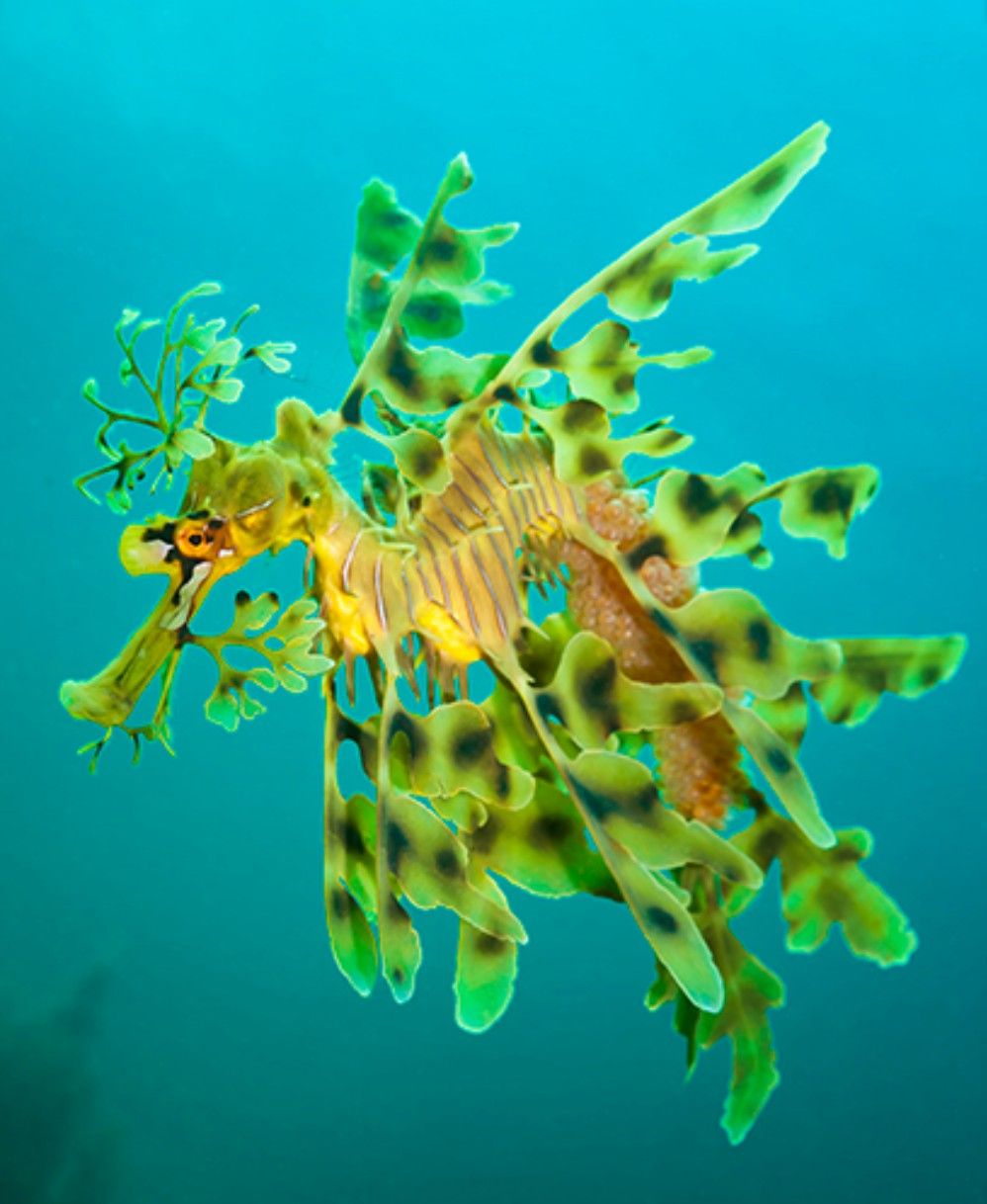 Leafy Seadragon Wallpapers