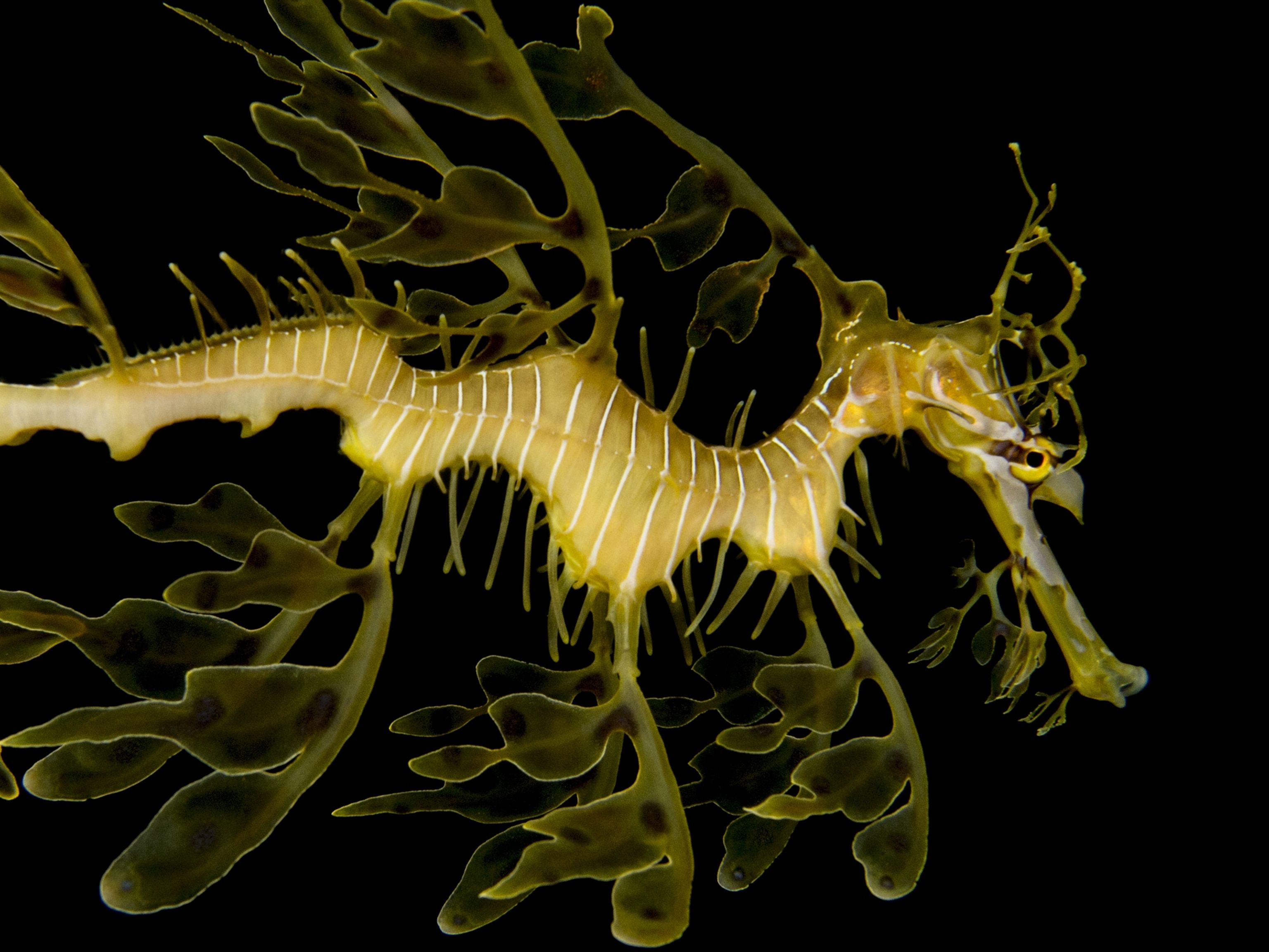 Leafy Seadragon Wallpapers