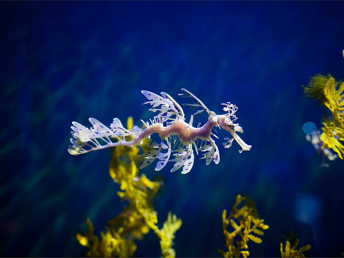 Leafy Seadragon Wallpapers