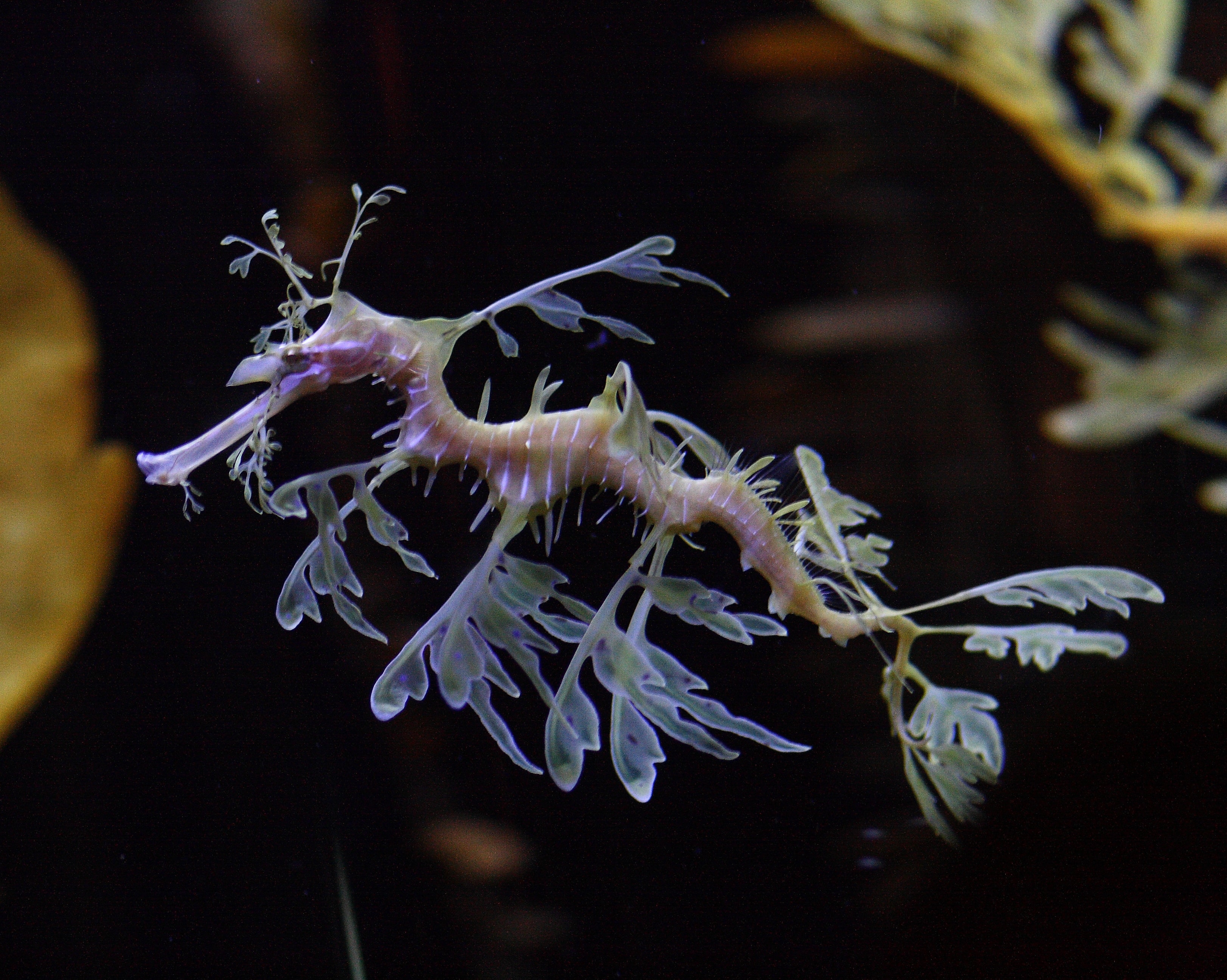 Leafy Seadragon Wallpapers