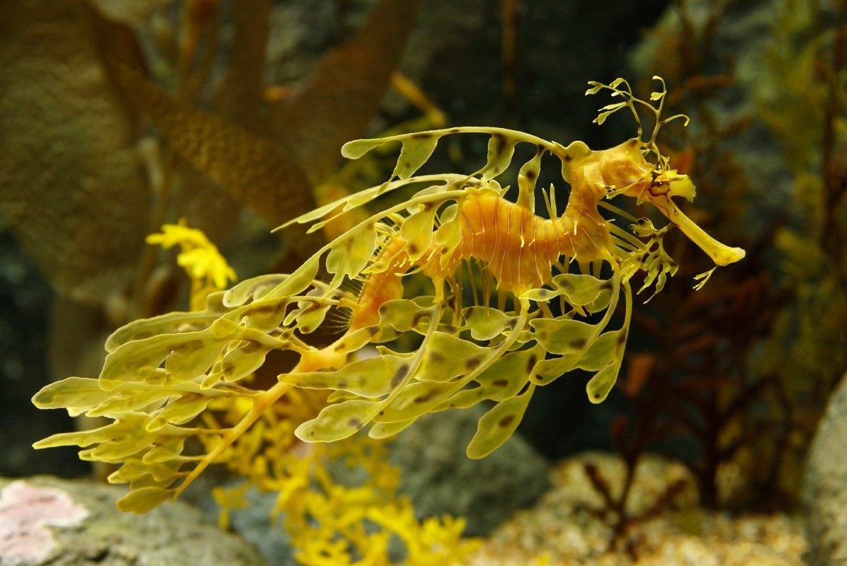 Leafy Seadragon Wallpapers