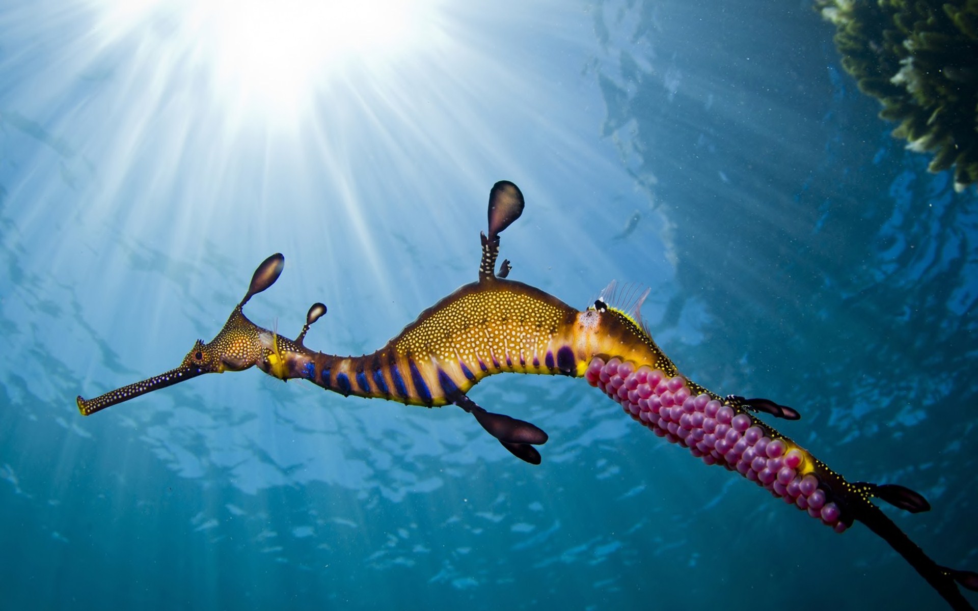 Leafy Seadragon Wallpapers