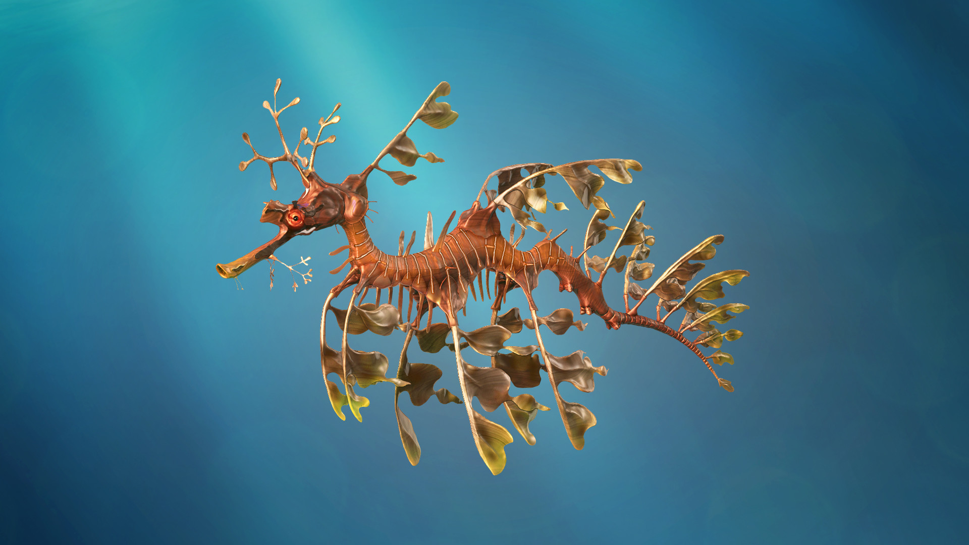 Leafy Seadragon Wallpapers