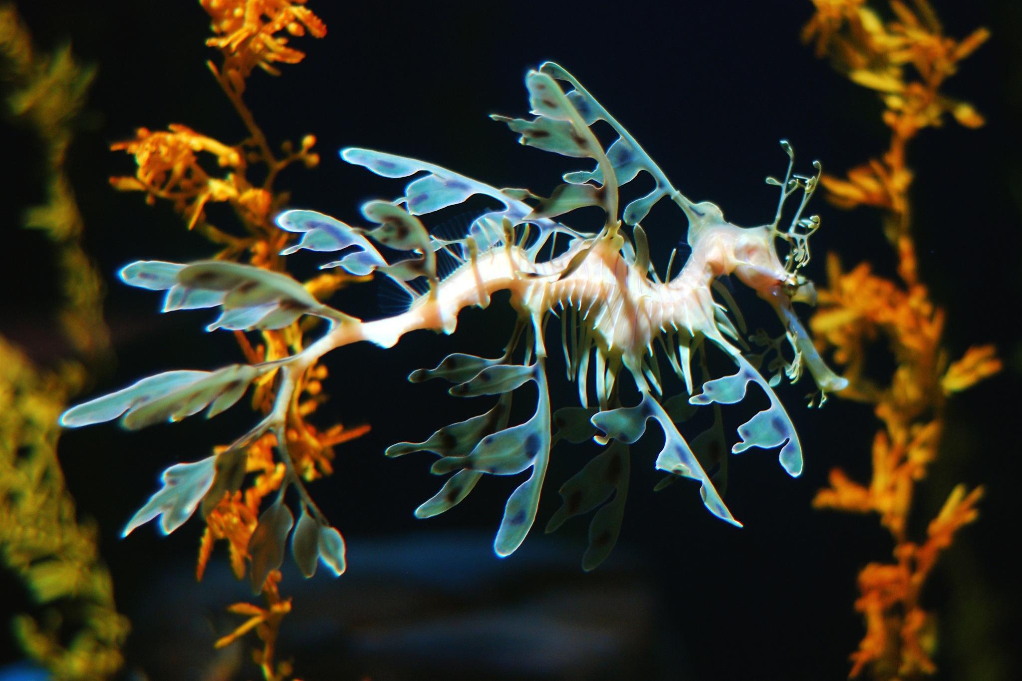 Leafy Seadragon Wallpapers