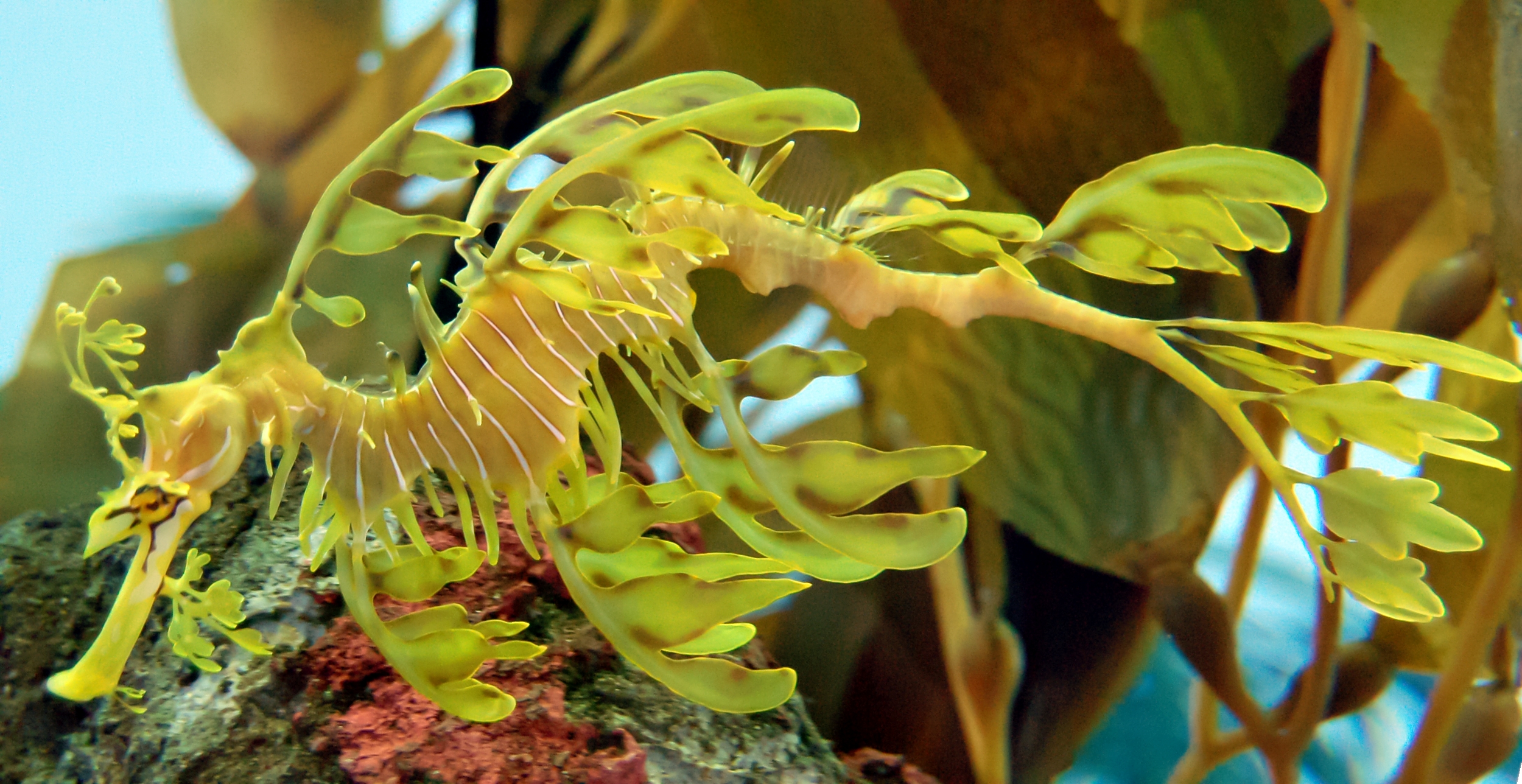 Leafy Seadragon Wallpapers