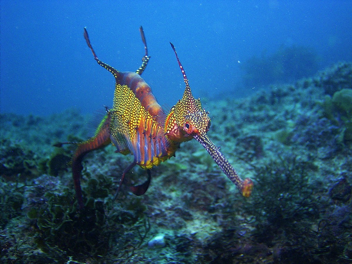 Leafy Seadragon Wallpapers