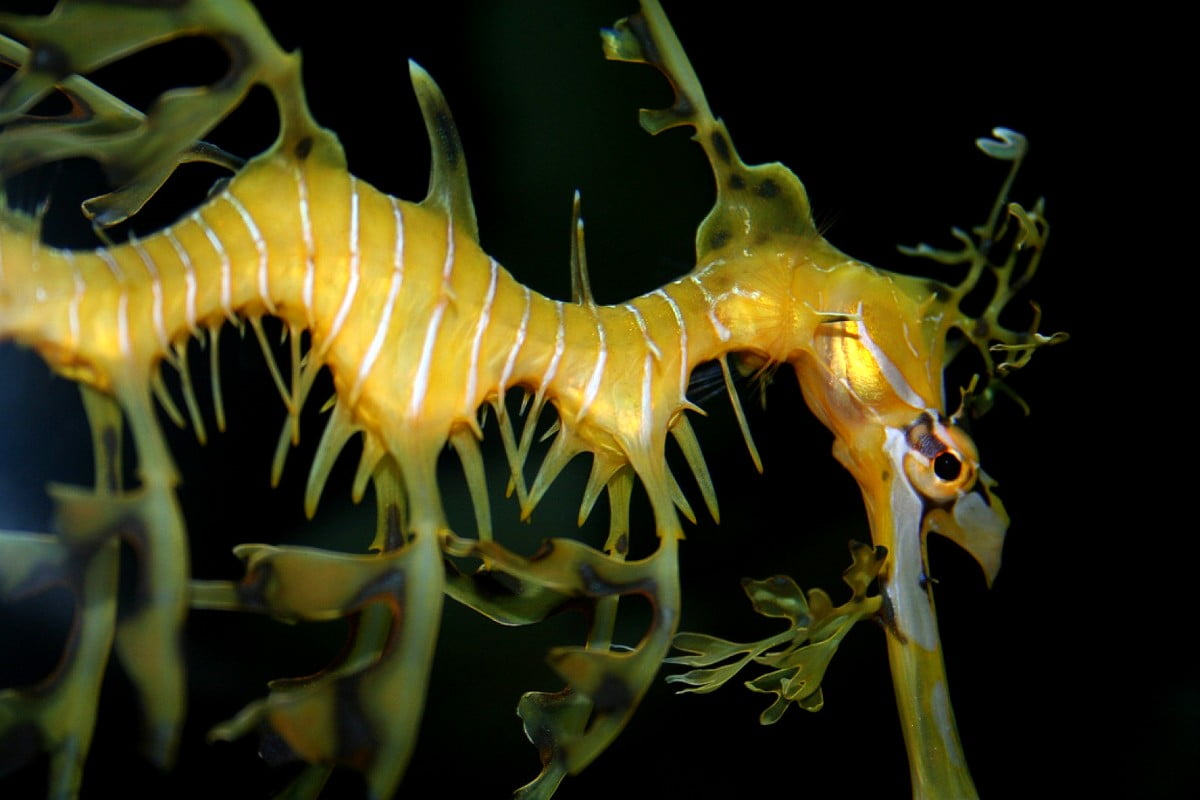 Leafy Seadragon Wallpapers